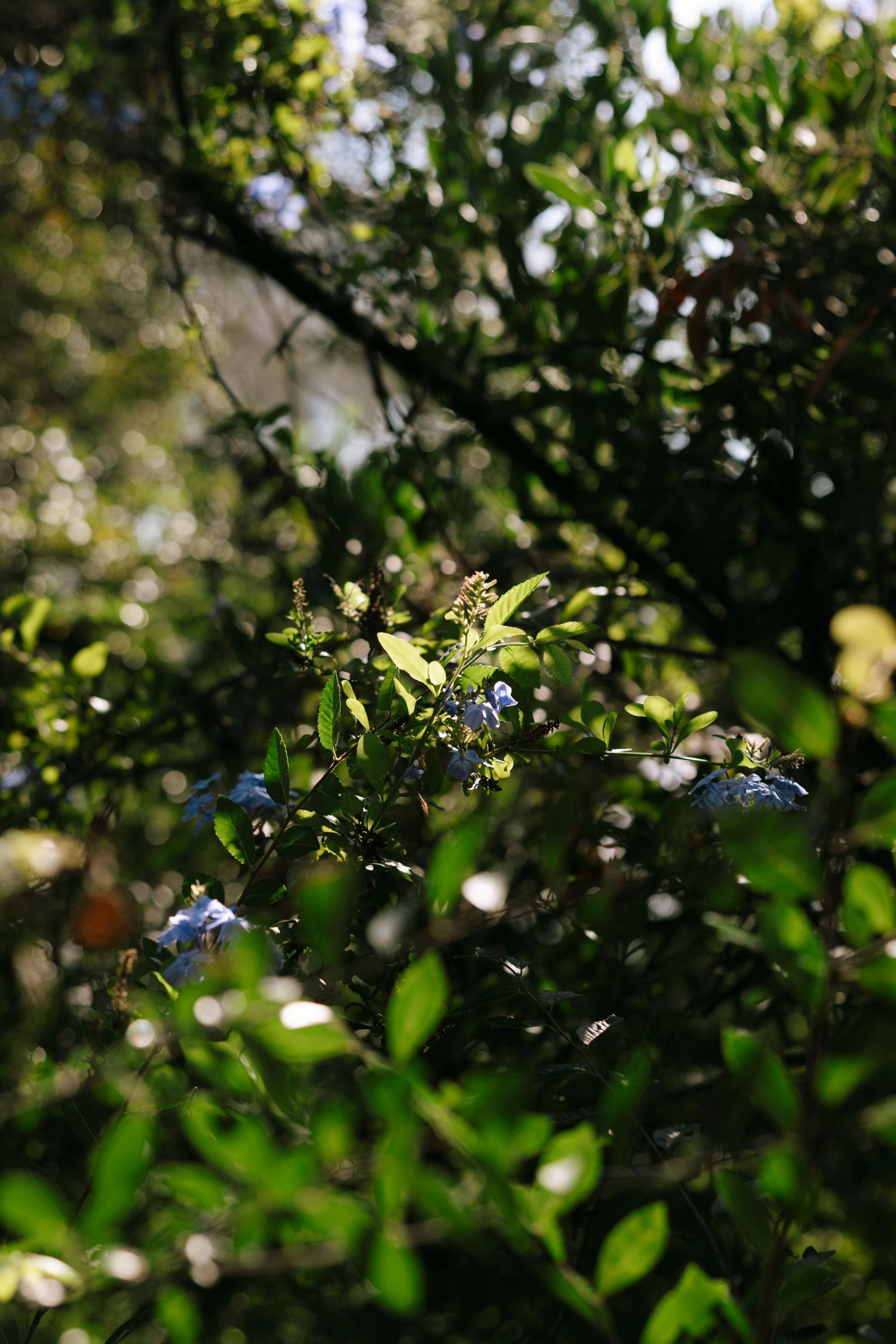 Delicate blue flowers peek through green foliage in soft natural lighting.