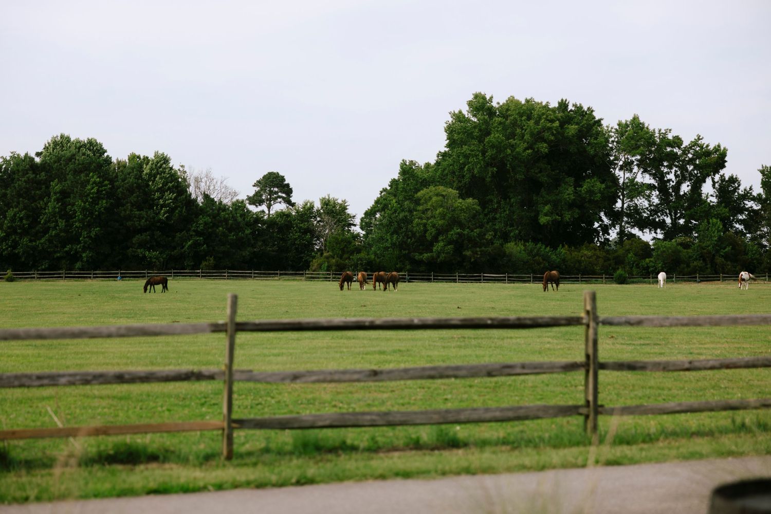 Horses grazing in a lush green pasture behind a wooden split-rail fence with trees in the background.
