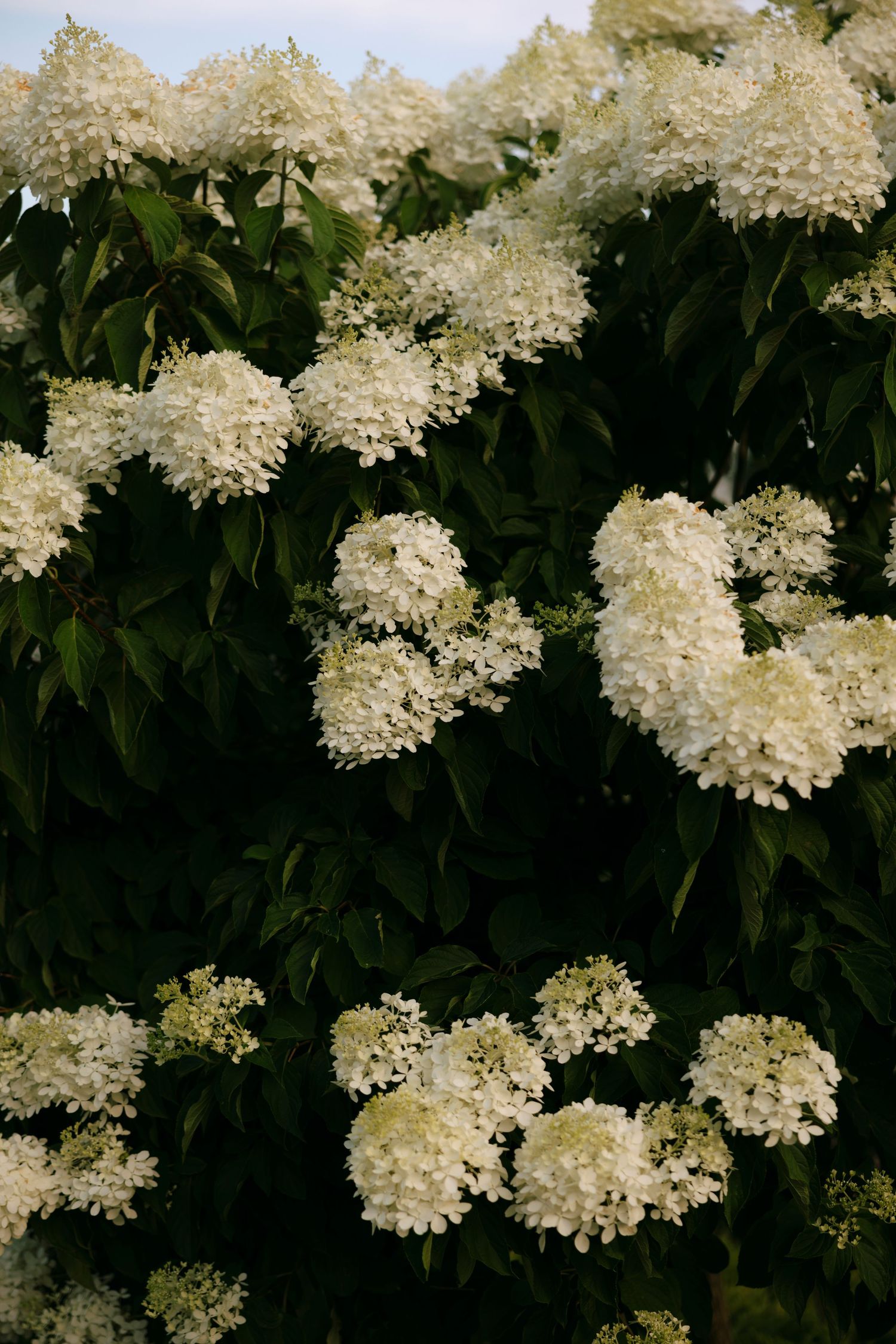 Lush white hydrangea blooms cluster against dark green foliage in a garden setting.