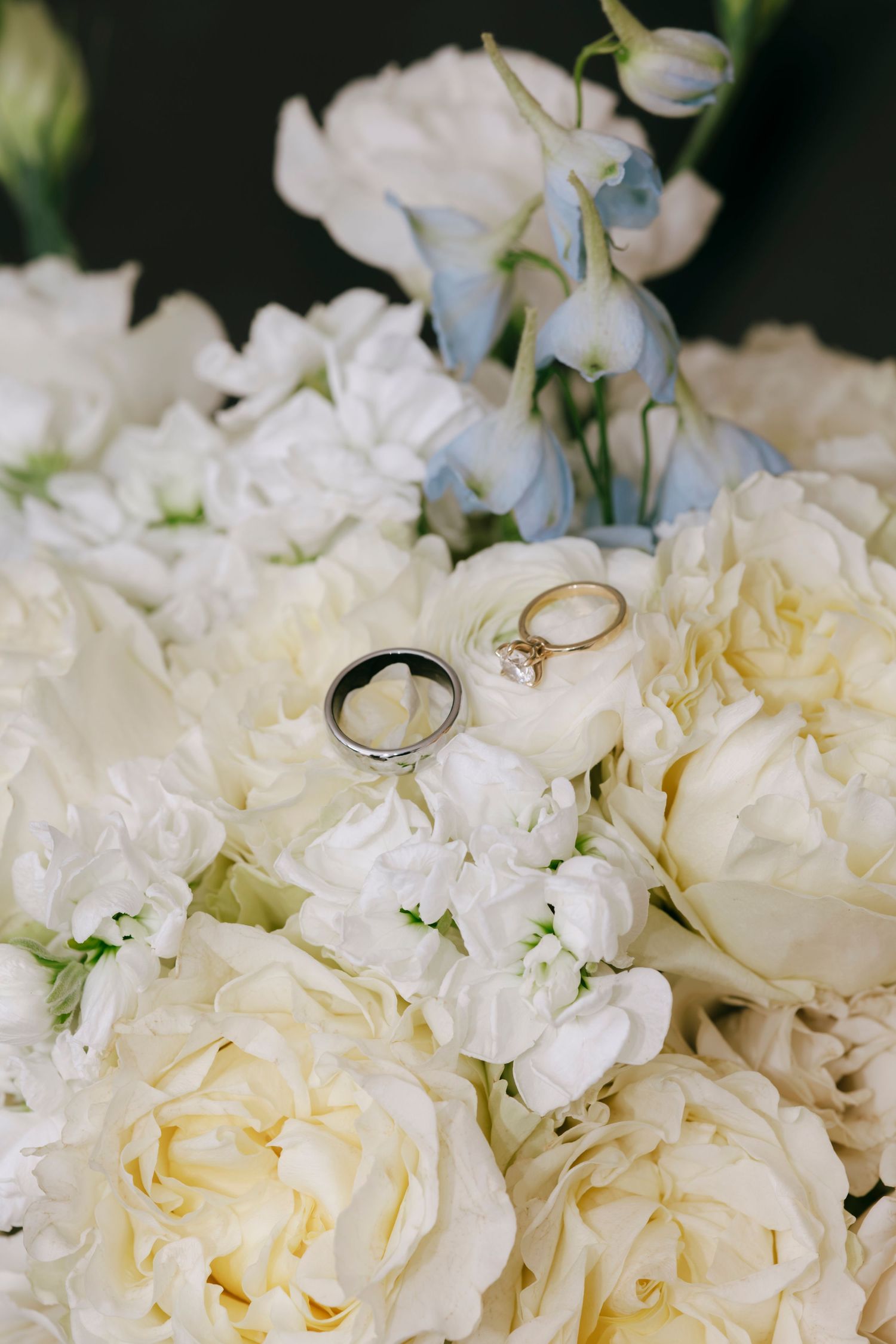 White roses and wedding rings arranged artistically with soft focus.