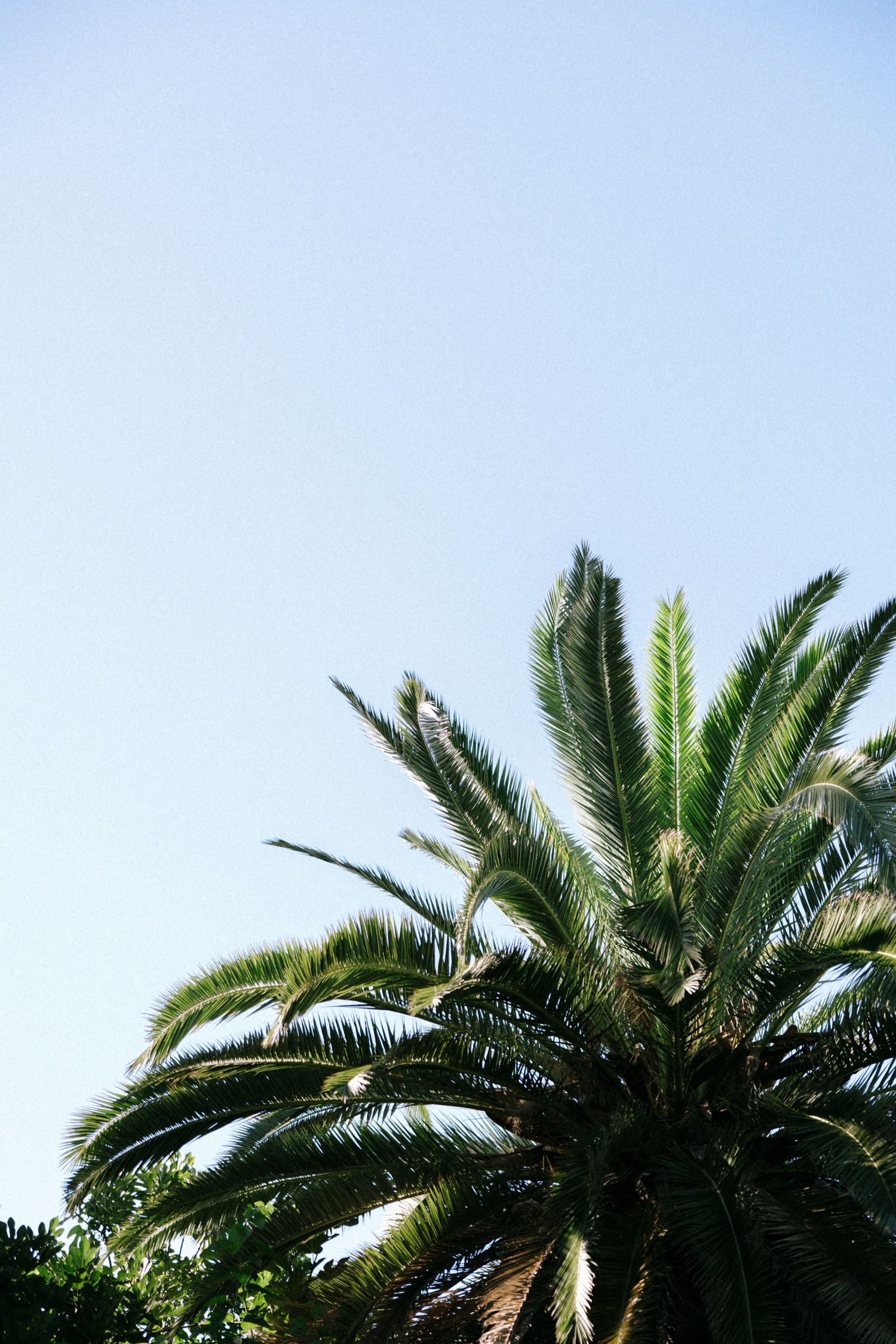 Palm tree fronds against a bright blue sky create a tropical backdrop.
