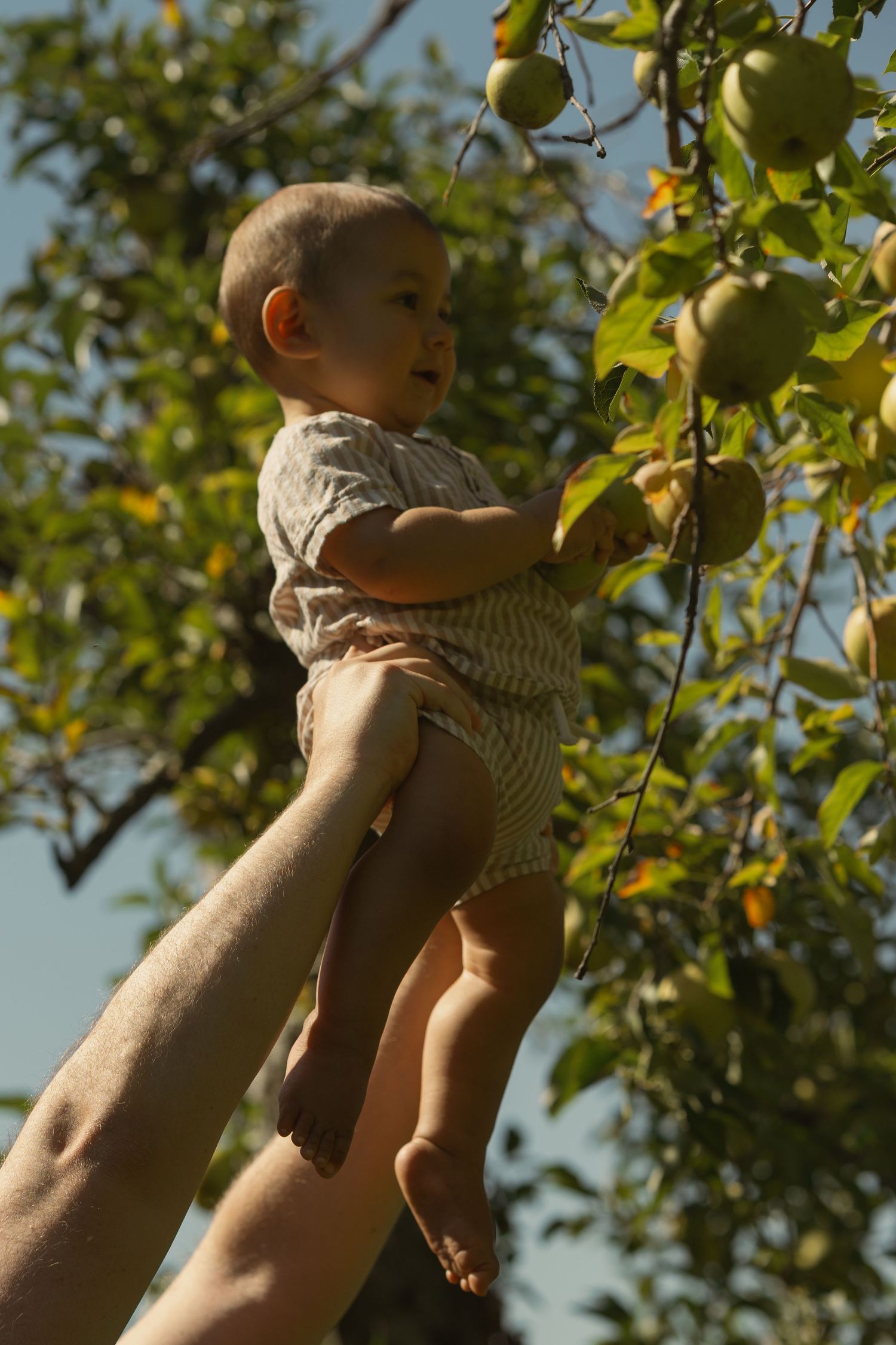 Small child being lifted up to pick apples from a tree on a sunny day.
