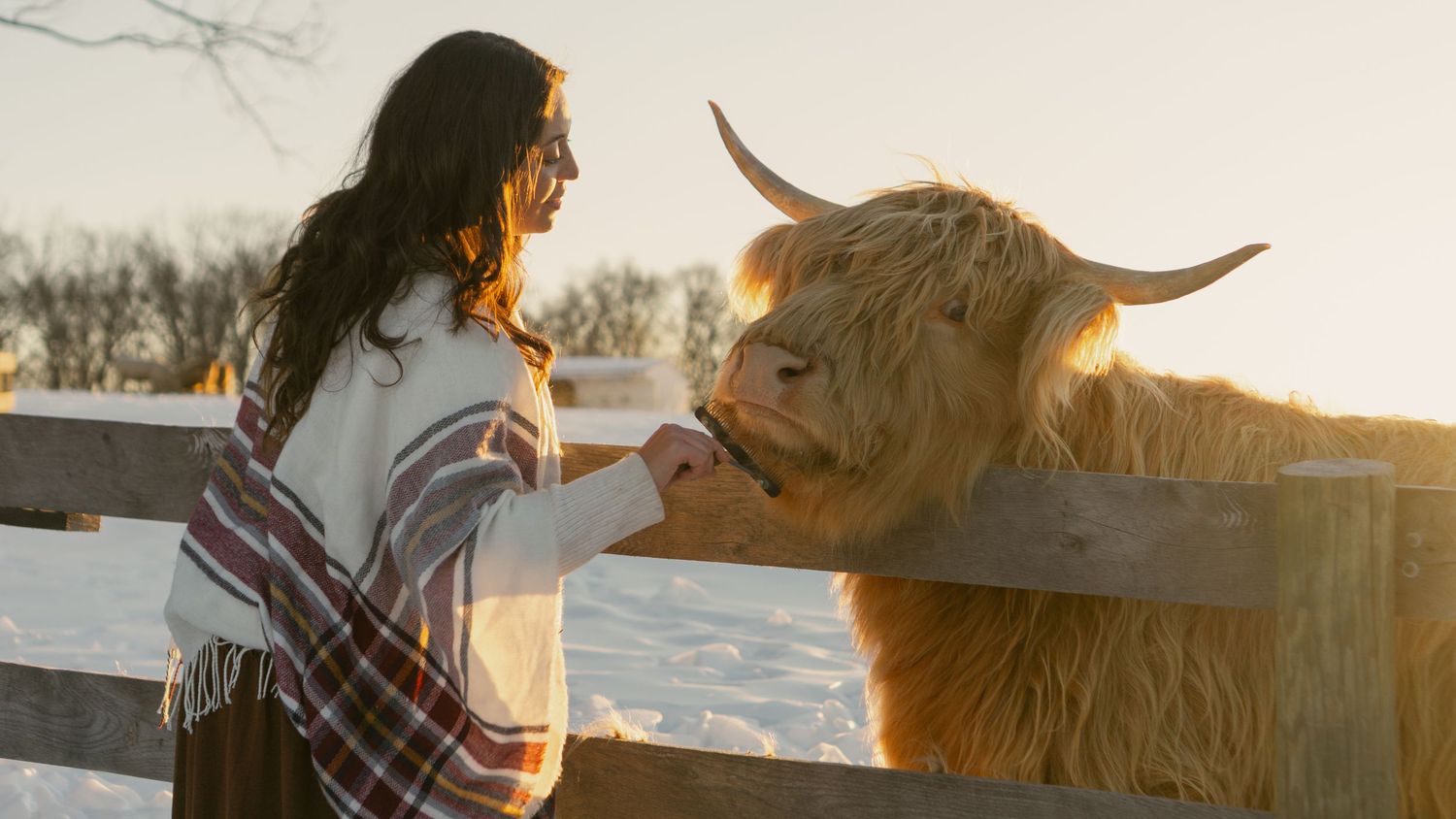 A series of sunset photos showing a person interacting with a Highland cow in golden light against a snowy landscape.