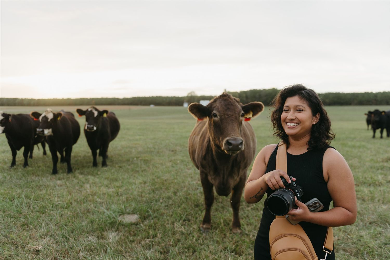 A group of cattle graze peacefully in an open field during golden hour.