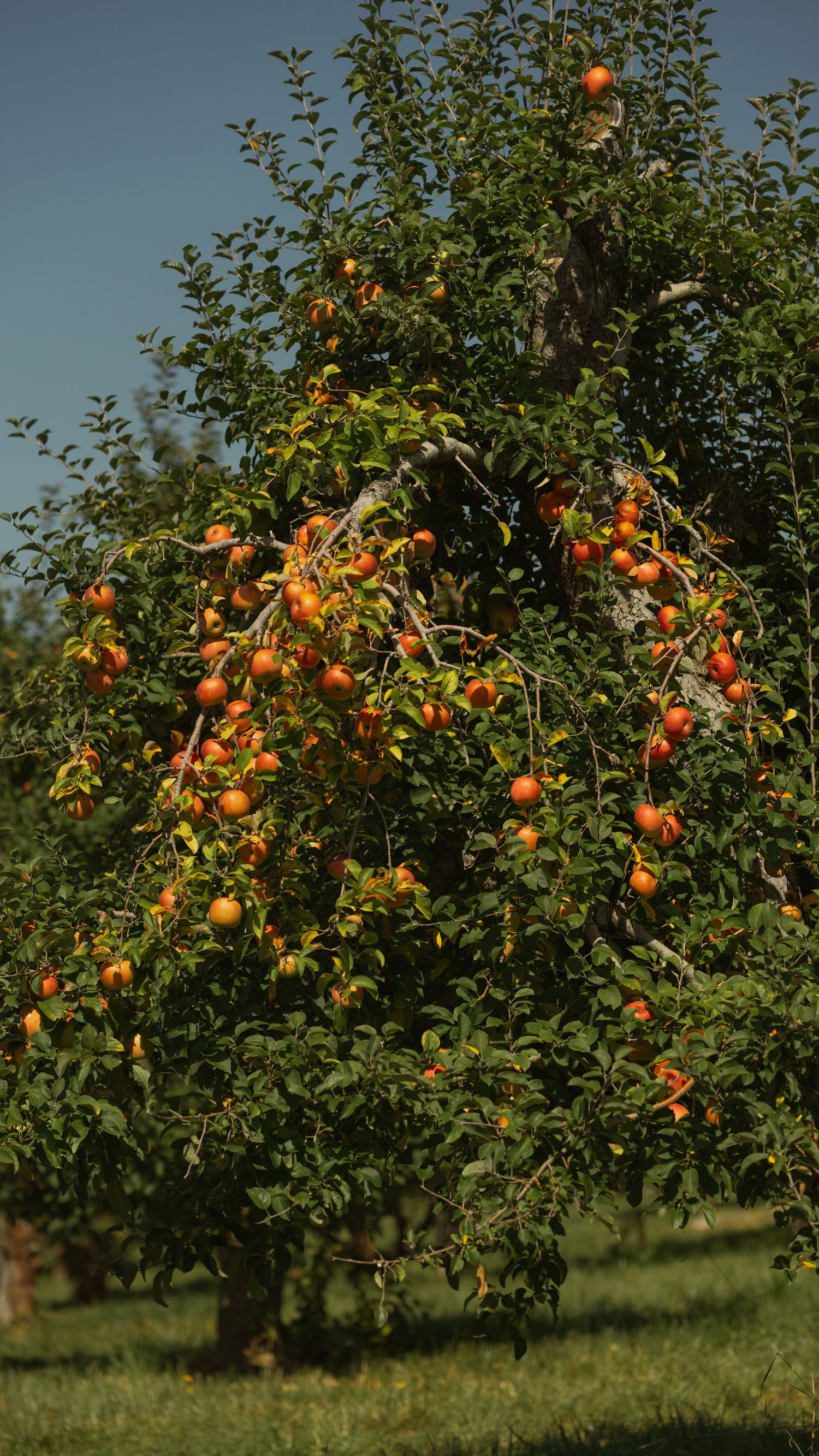 Apple tree heavily laden with ripe fruit against blue sky in an orchard. Markham, Virginia