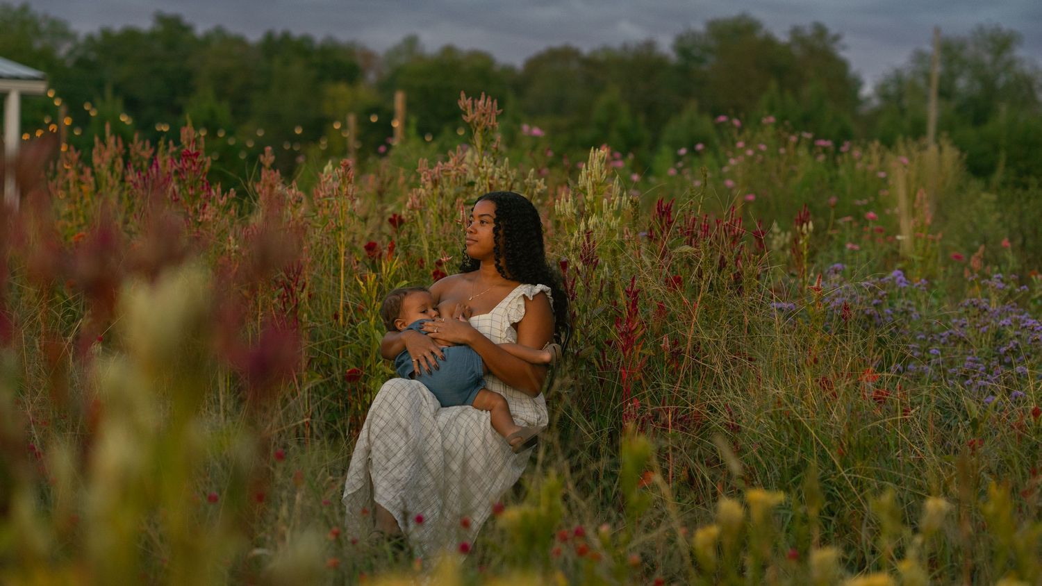 Natural meadow landscape with tall wildflowers and grasses at dusk.