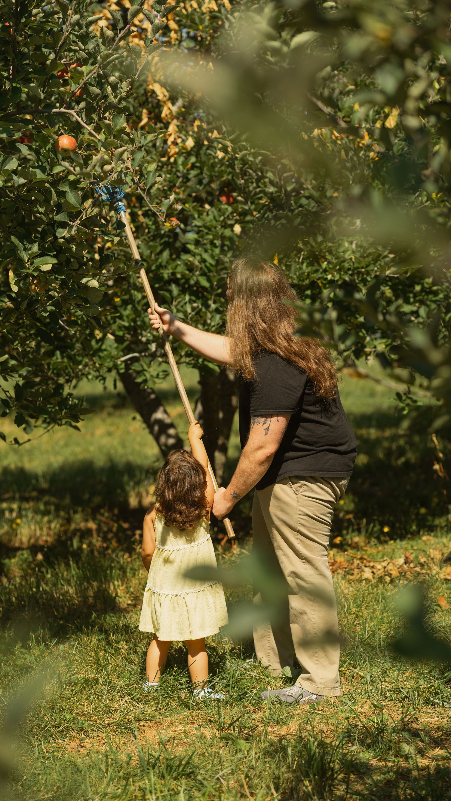 Two people using a fruit picking pole to harvest apples from a tree in an orchard.