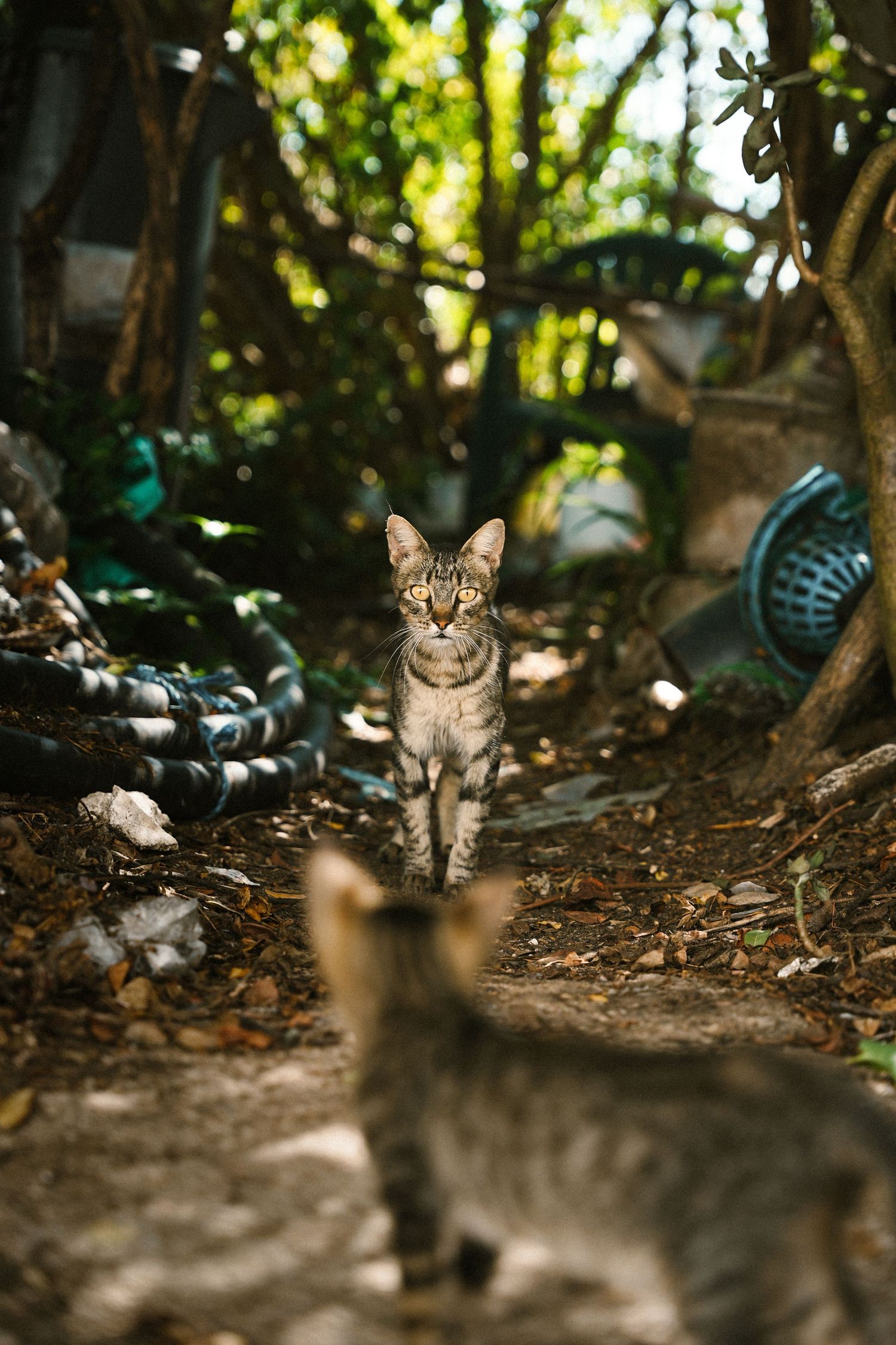 A curious cat peeks out from fallen leaves in a wooded area with dappled sunlight.