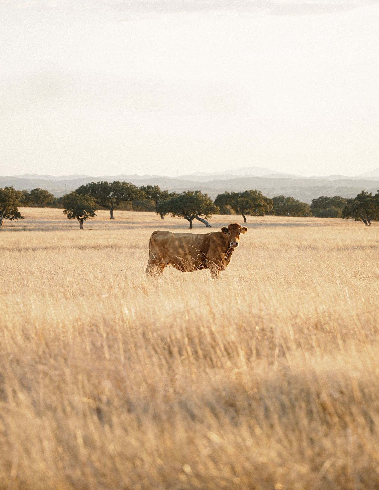 Golden wheat field with scattered trees and cattle grazing in the distance.