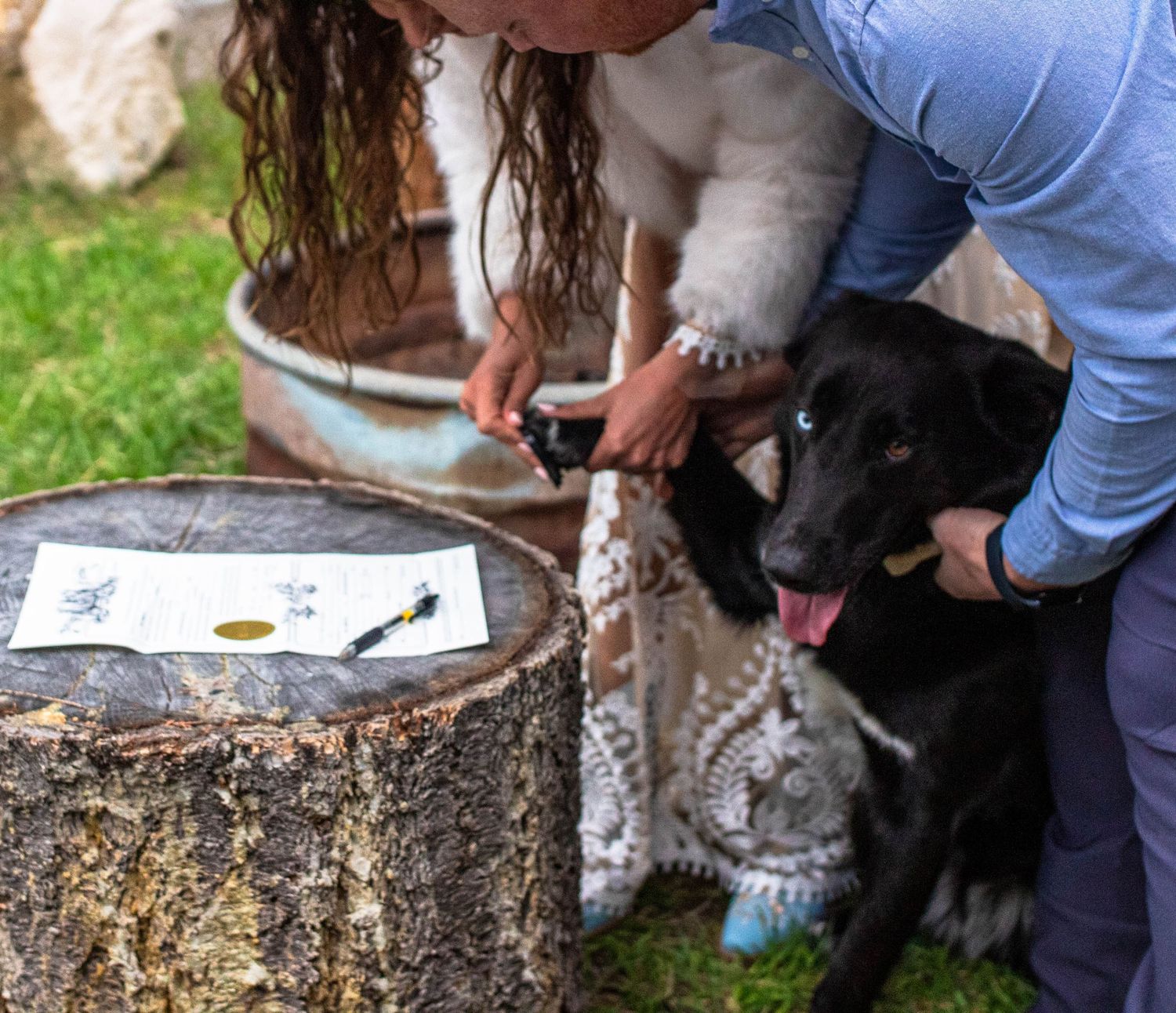 A series of dogs sniffing and investigating various scent trails on the ground during outdoor training activities.