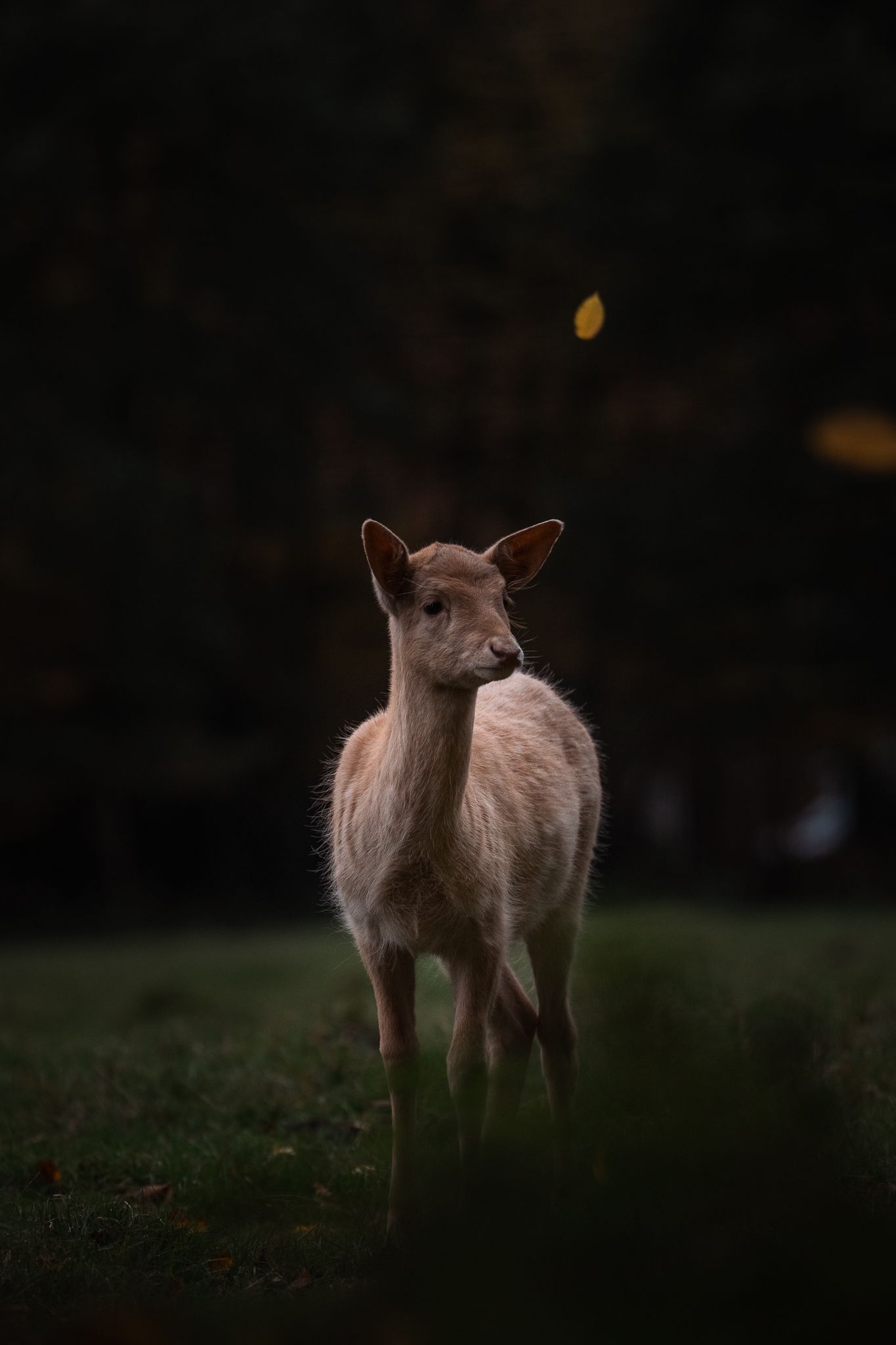 Junges weibliches Damwild steht auf einer grünen Wiese, ein paar herbstliche Blätter wehen durch das Bild