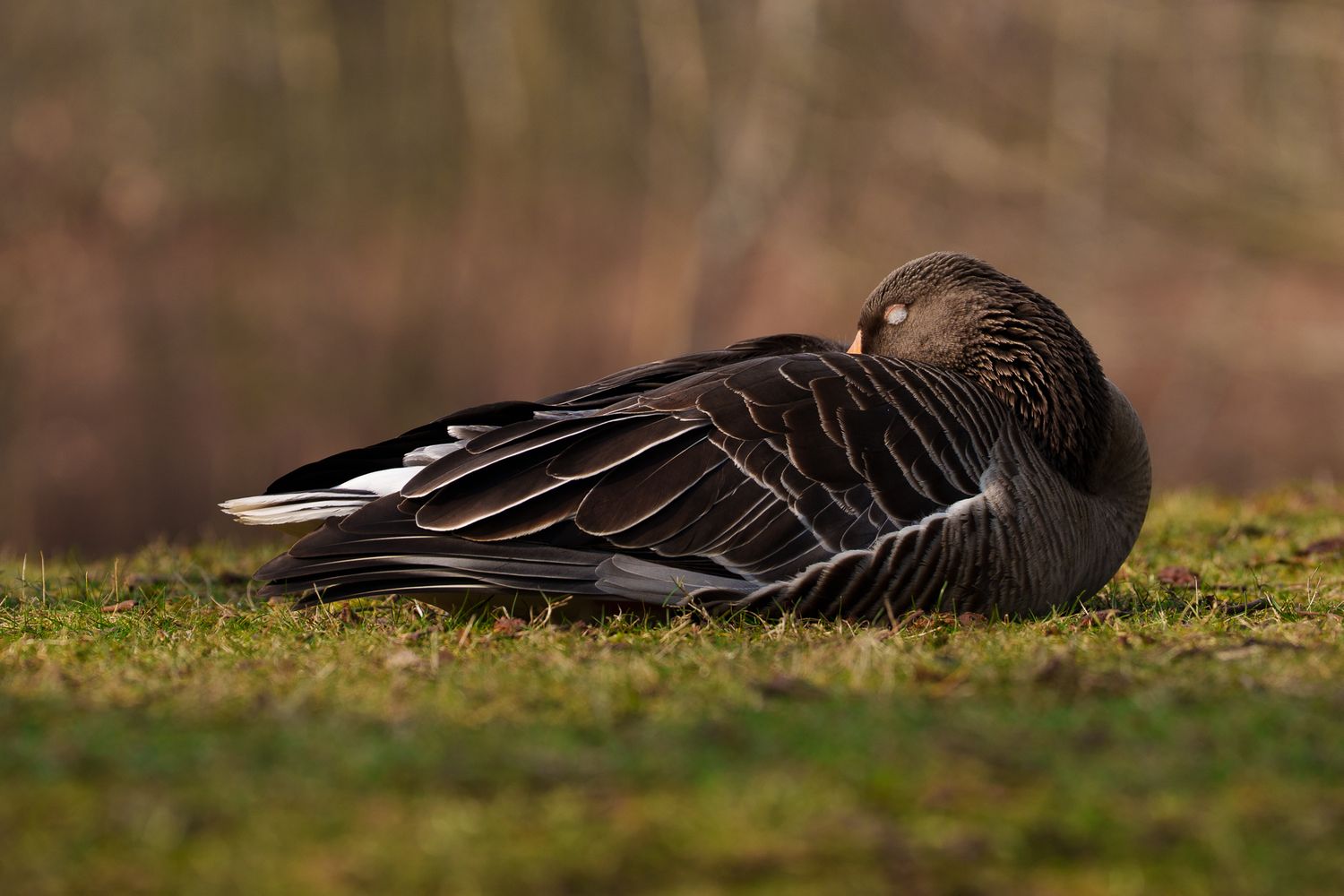 Graugans mit Schnabel im Gefieder und geschlossenen Augen schläft auf einer grünen Wiese