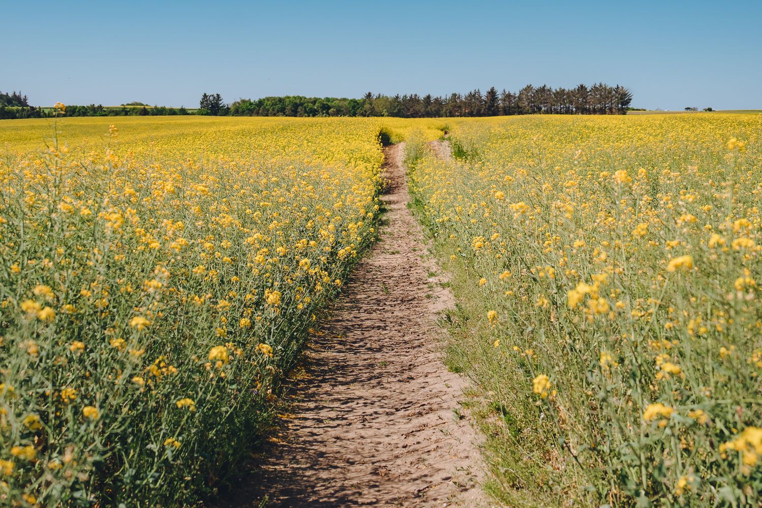 Ein erdiger Landweg führt mitten durch ein gelb blühendes Rapsfeld, am Horizont stehen Bäume
