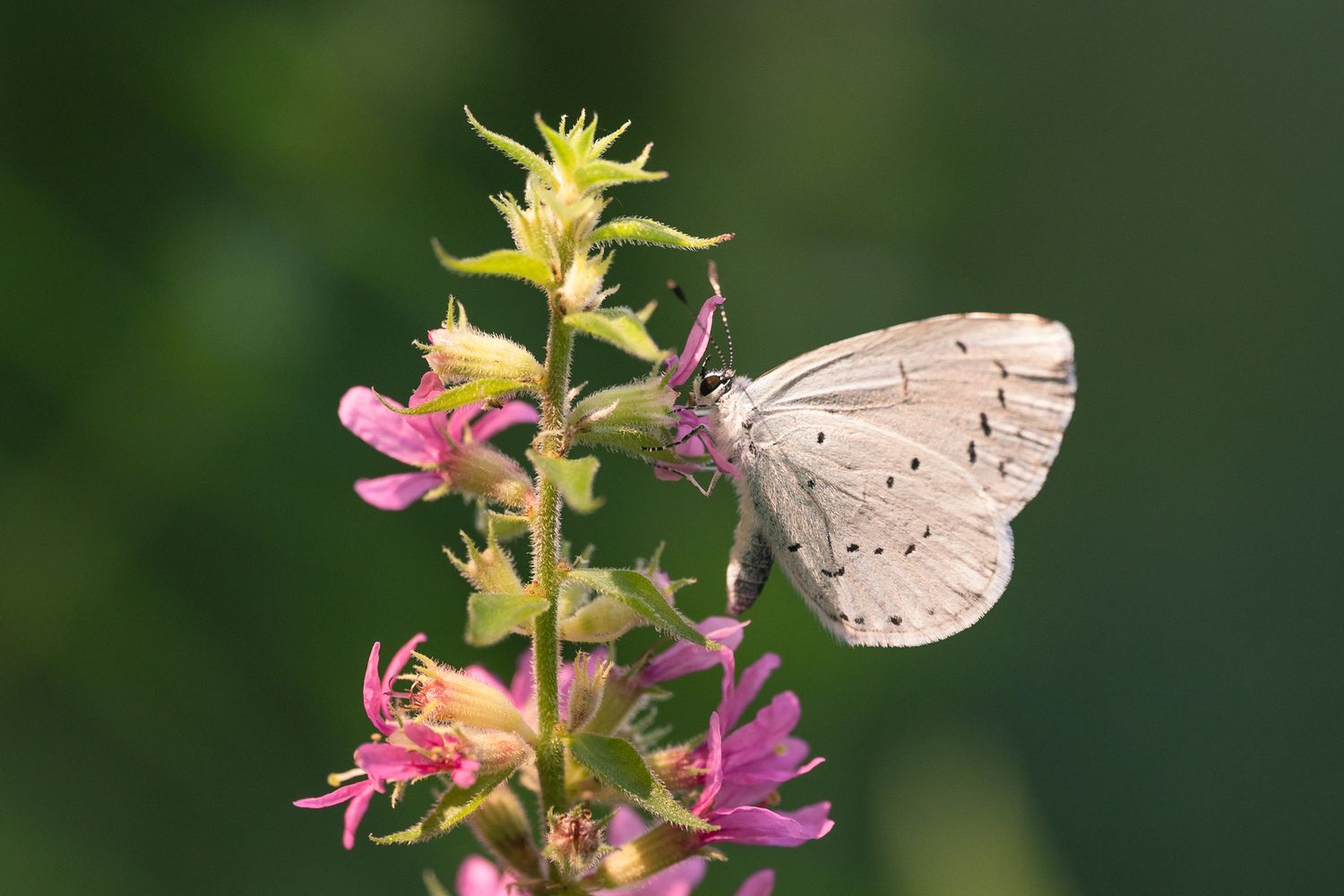 Faulbaum-Bläuling Schmetterling holt sich aus einer rosa Blüte eines Blutweiderichs Nektar