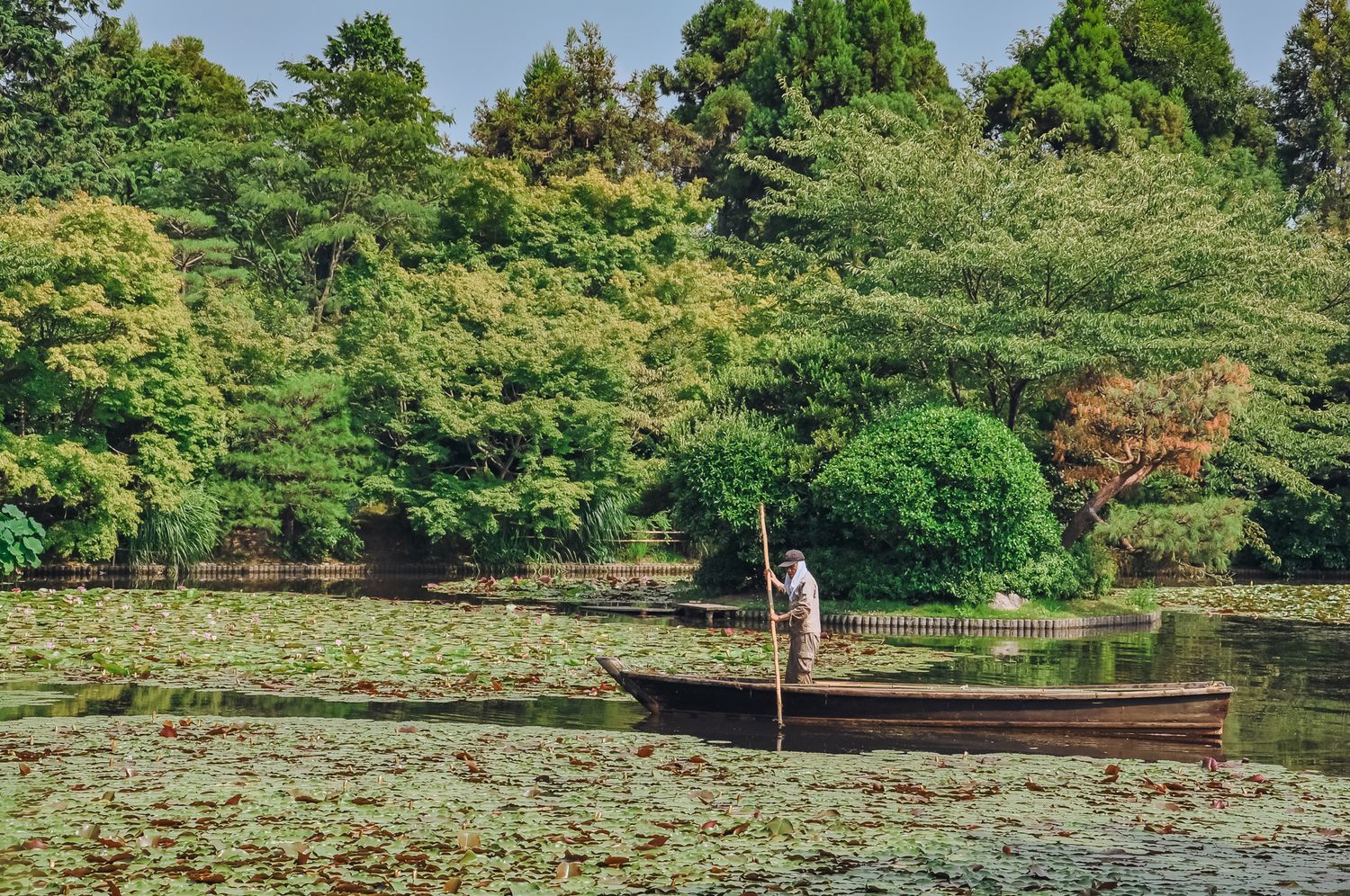 Ein japanischer Mann steht in einem schmalen Holzboot auf einem Teich mit Seerosen, umgeben von dichtem, grünem Garten