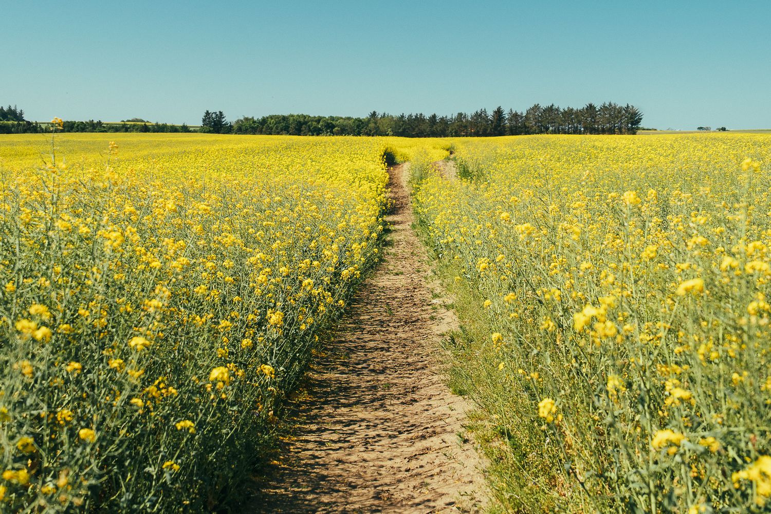 Ein schmaler Weg verläuft durch ein großes, gelb blühendes Rapsfeld unter klarem Himmel; im Hintergrund stehen Bäume