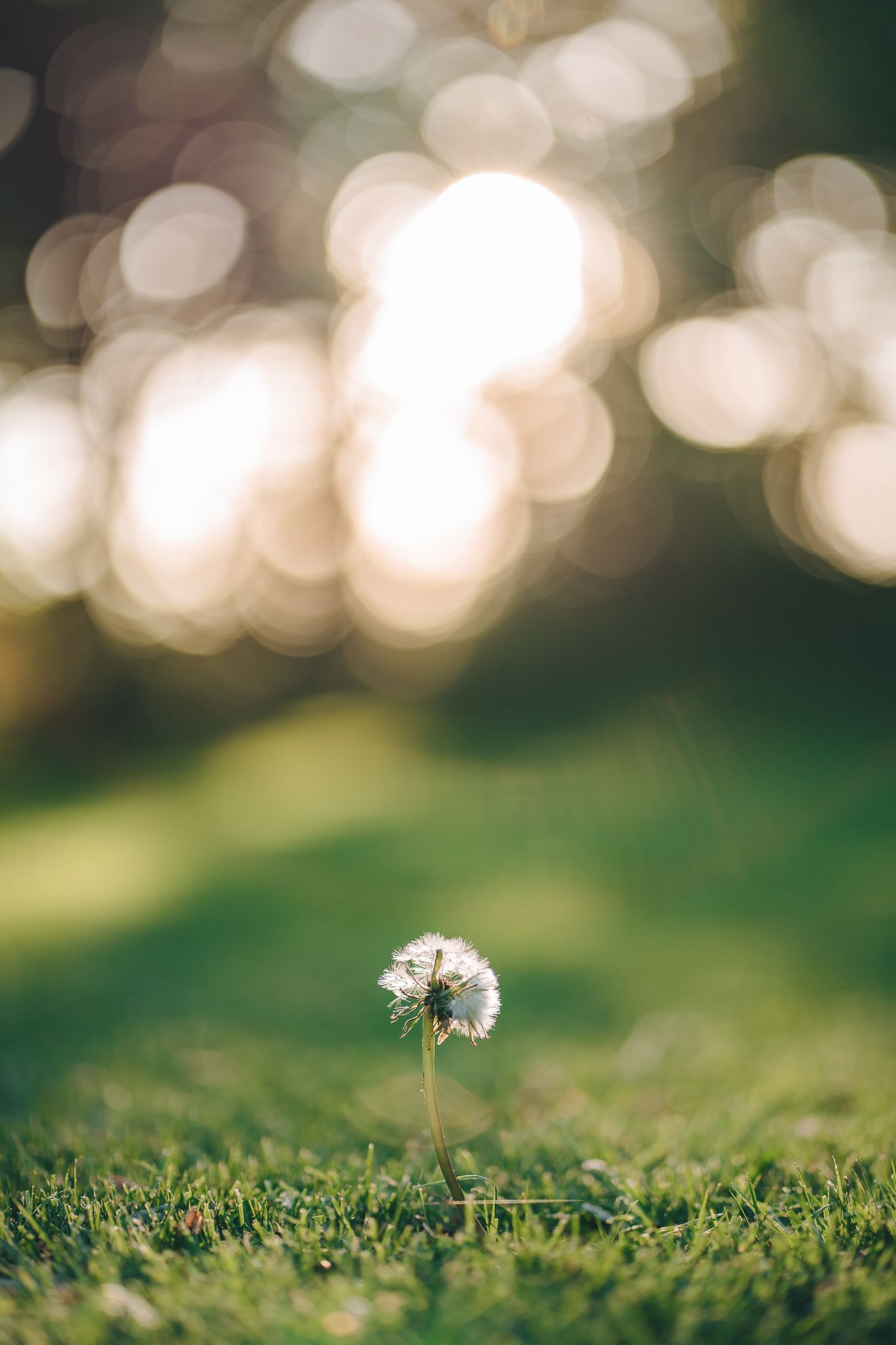 Von der Abendsonne angeleuchtete Pusteblume steht allein auf einer grünen Wiese, im Hintergrund helles Bokeh