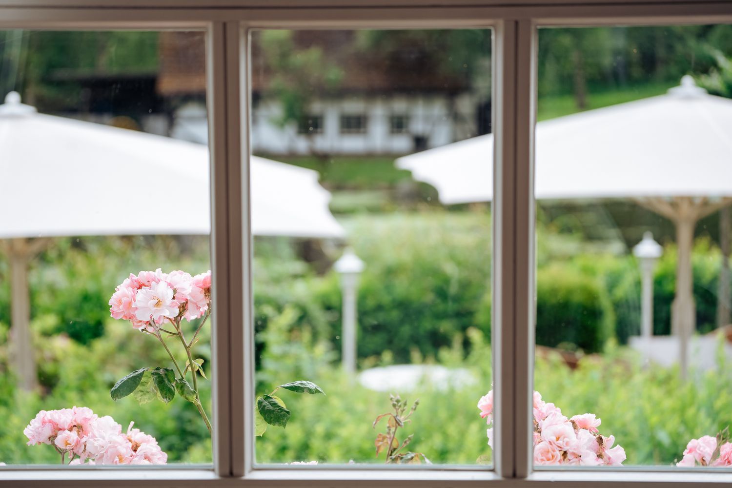 Blick aus dem Fenster auf die Terrasse am Lütjensee und Rosensträuche