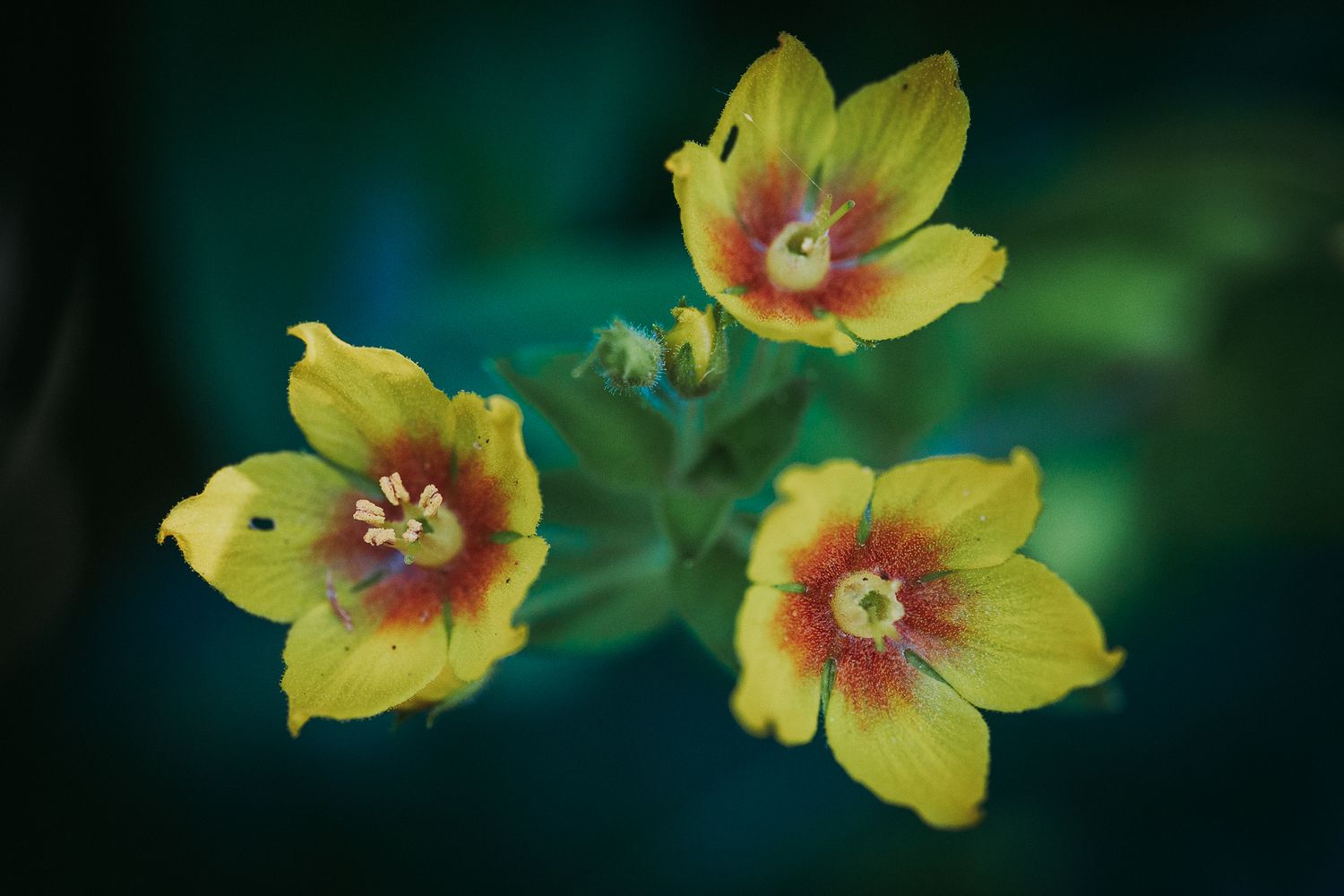 Drei gelbe Blüten des Gelbweiderichs, von oben fotografiert
