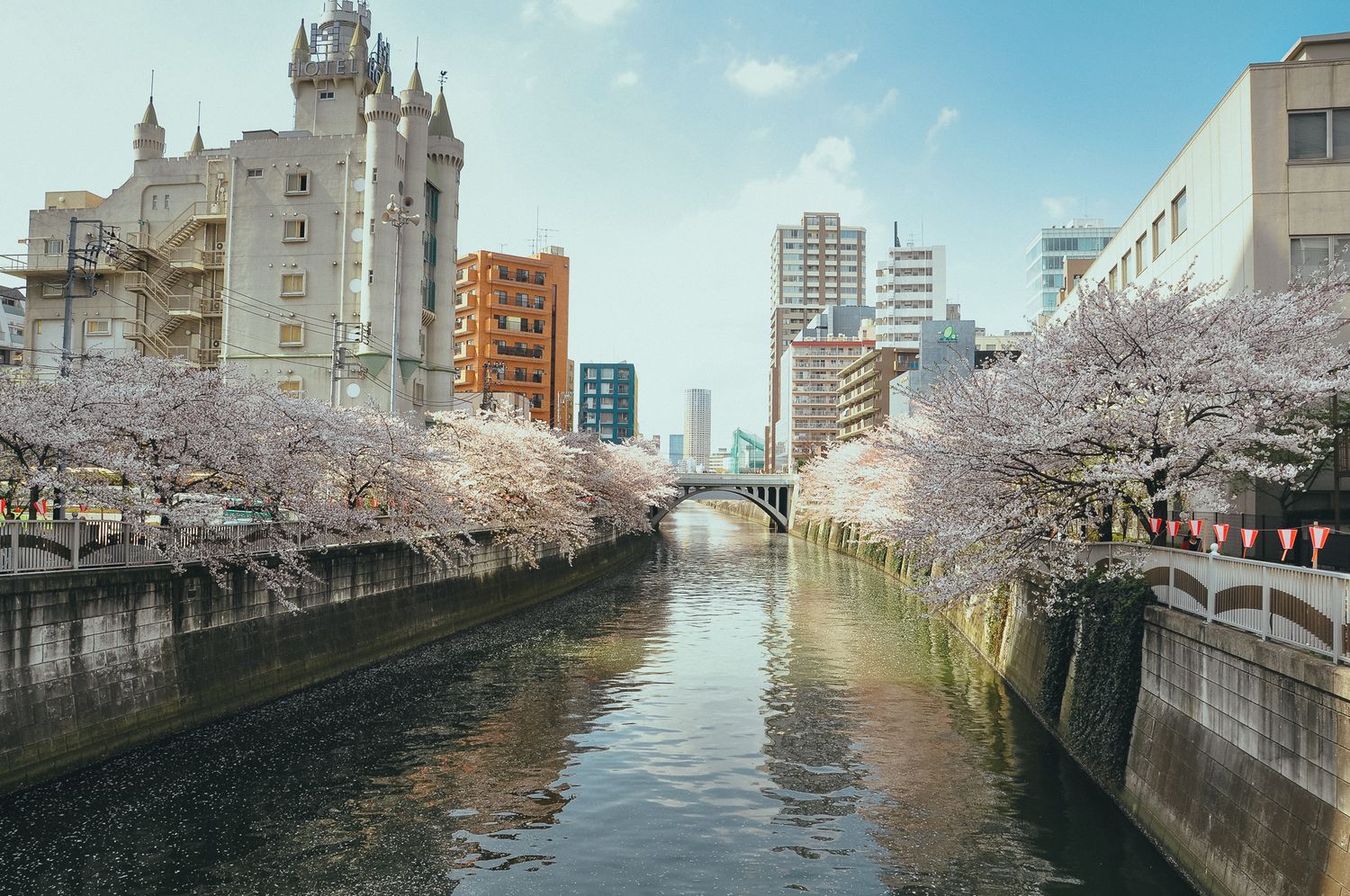 Der Fluss in Nakameguro in Tokyo umrahmt von rosa blühenden Kirschbäumen, Laternen und Hochhäusern im Hintergrund