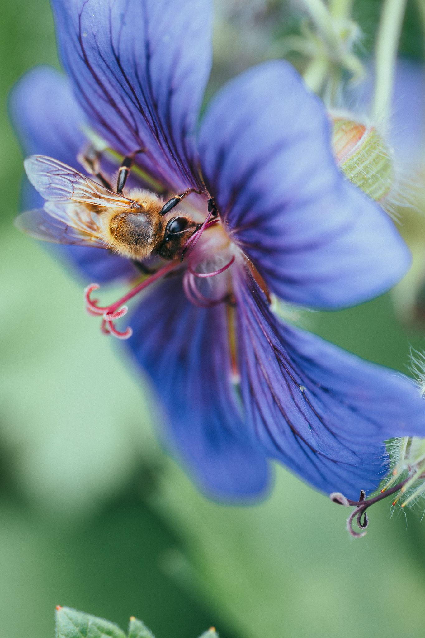 Biene sammelt Nektar auf einer violetten Storchschnabel-Blüte