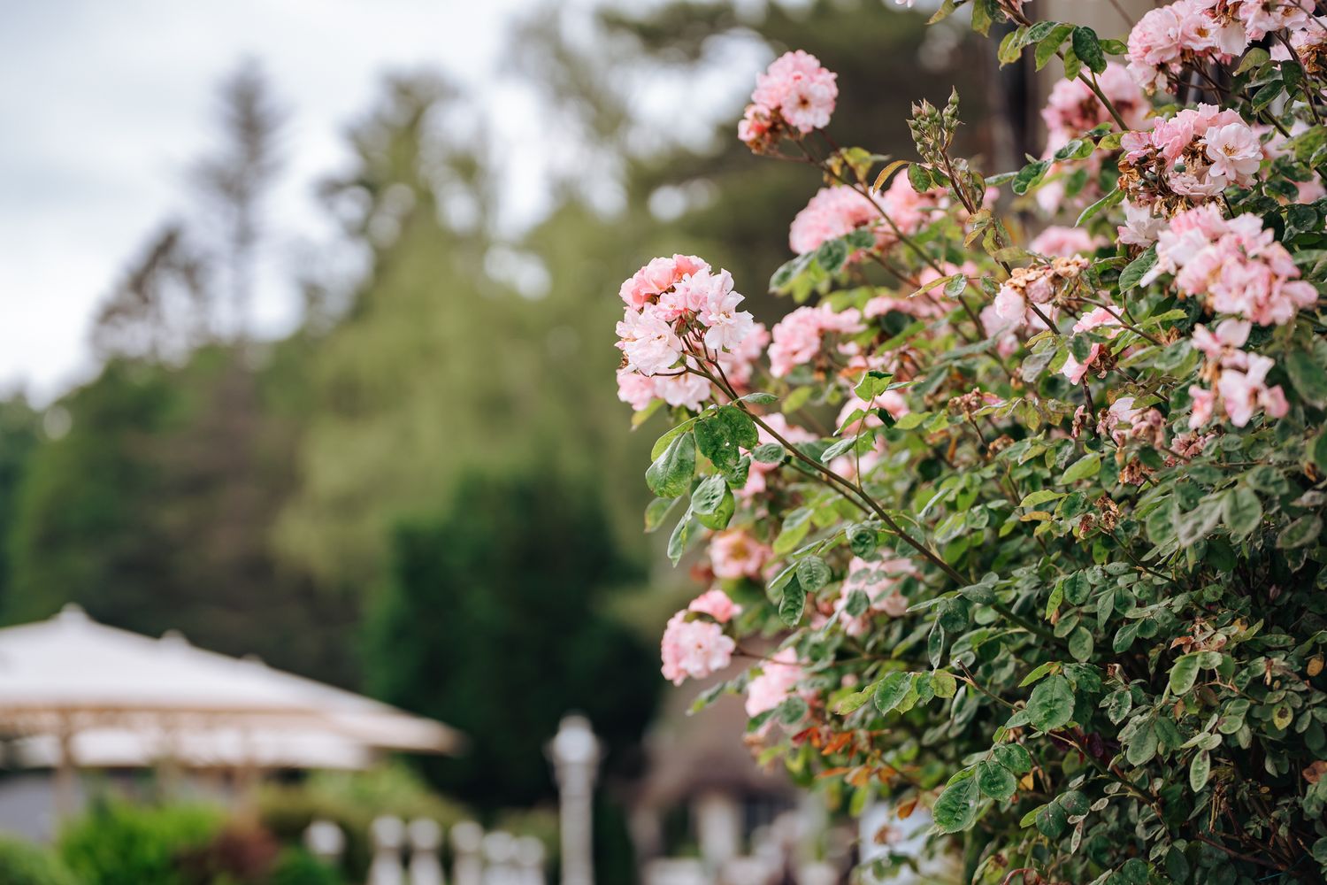 Ein Rosenstrauch mit rosa Blüten, im Hintergrund die Terrasse am Lütjensee