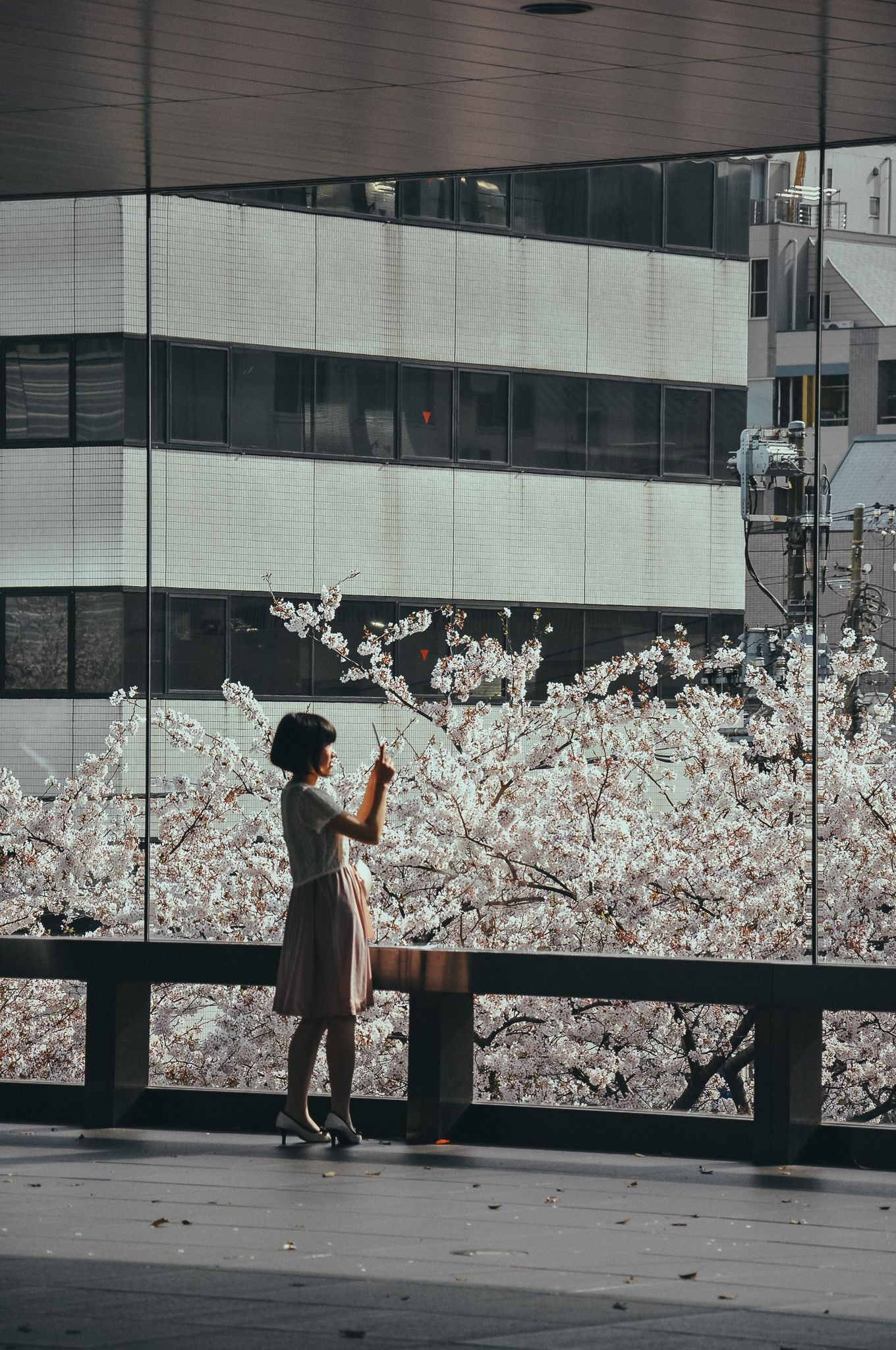 Eine junge Japanerin in einem weiß-rosa Kleid fotografiert blühende Kirschbäume durch eine große Fensterfront
