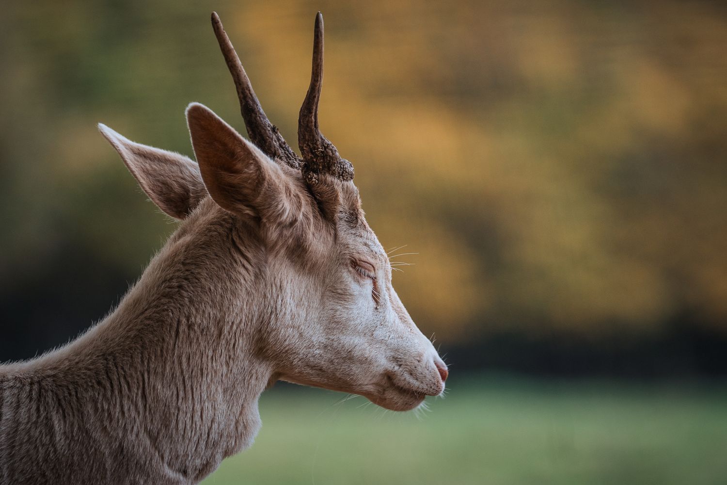 Junger Damhirsch im Profil fotografiert mit geschlossenen Augen und Geweihstangen