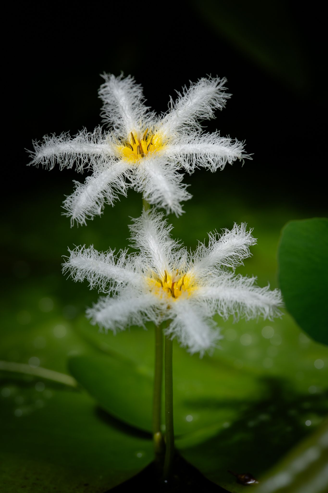 Zwei weiße, fransige Blüten des Fieberklees mit gelber Mitte vor dunklem, grünem Hintergrund