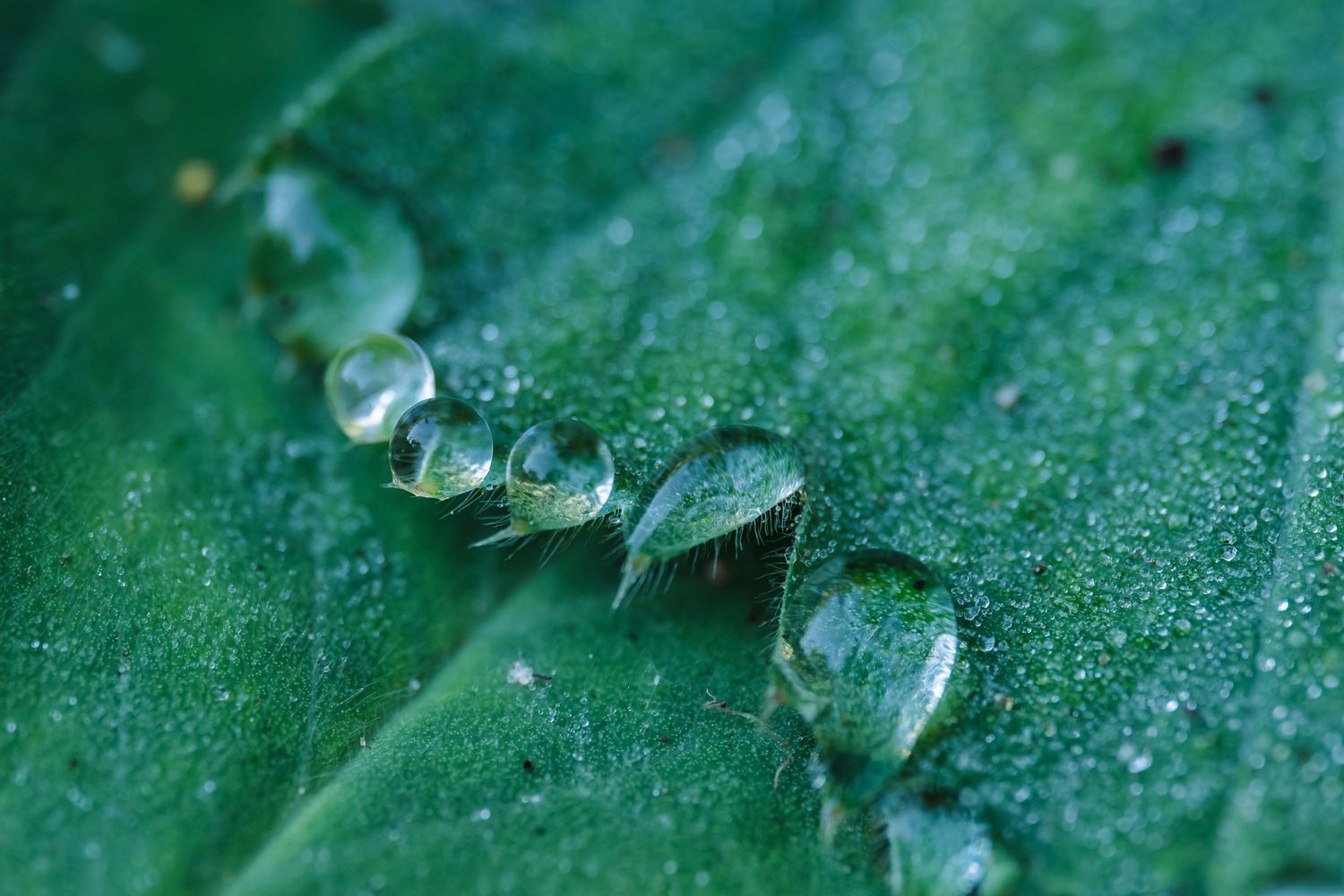 Markoaufnahme eines grünen Blattes mit vielen Wassertropfen am Blattrand