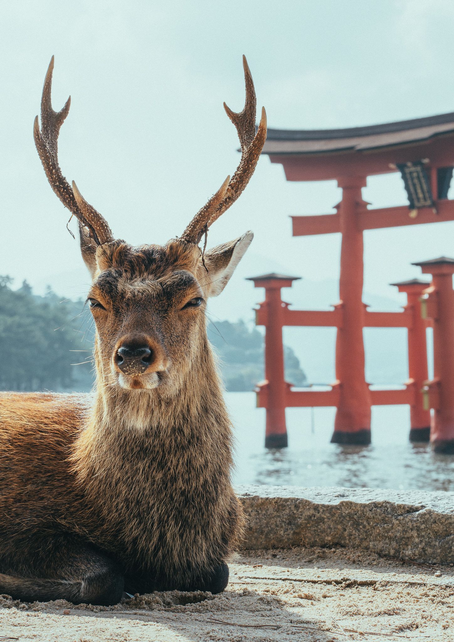 Hirsch im Sonnenschein auf Miyajima mit Blick auf das große rote Torii des Itsukushima-Schreins im Hintergrund