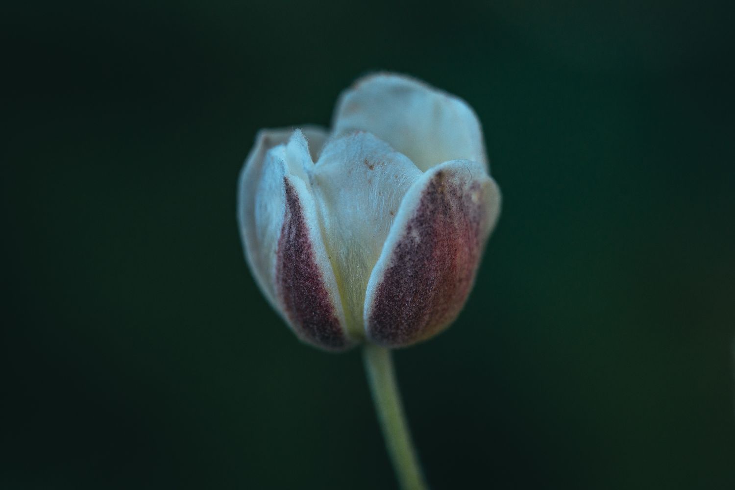 Weißlich-rötliche Blüte einer Küchenschelle mit Stängel vor dunkelgrünem Hintergrund