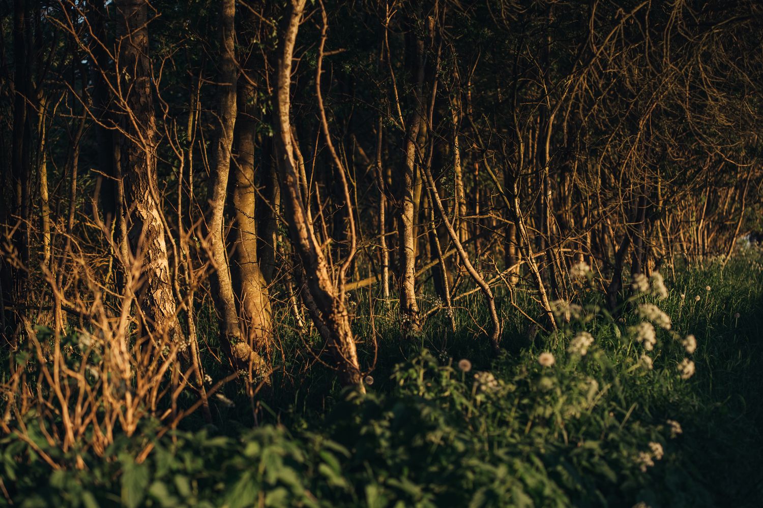 Von der Abendsonne beleuchtete Baumstämme am Waldrand mit grünem Unterwuchs im Vordergrund