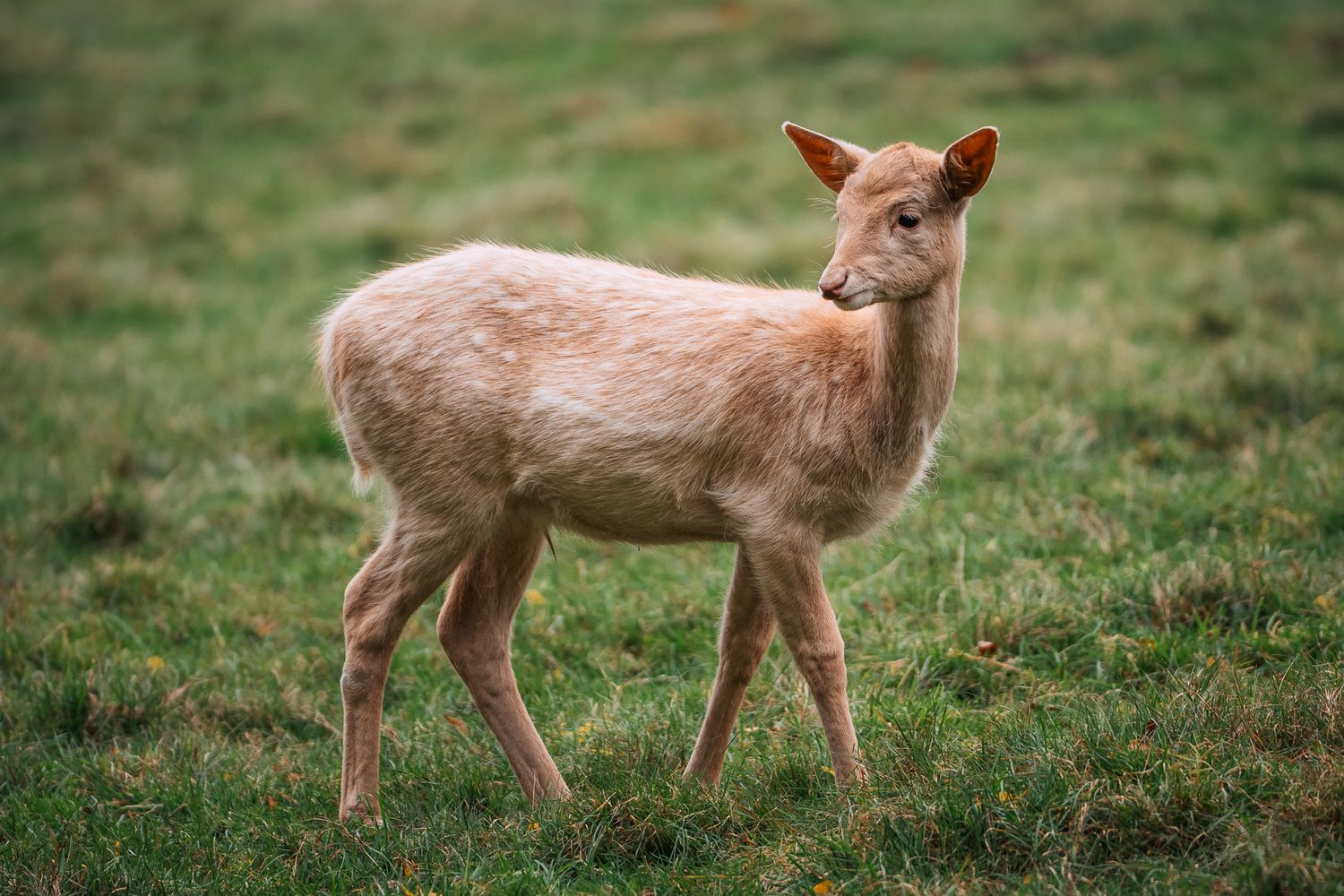 Junges weibliches Damwild steht auf einer grünen Wiese