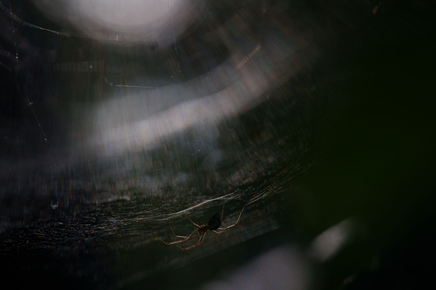 Eine Spinne sitzt in ihrem Spinnennetz, von schräg einfallendem Sonnenlicht und sichtbaren Lichtstrahlen umgeben