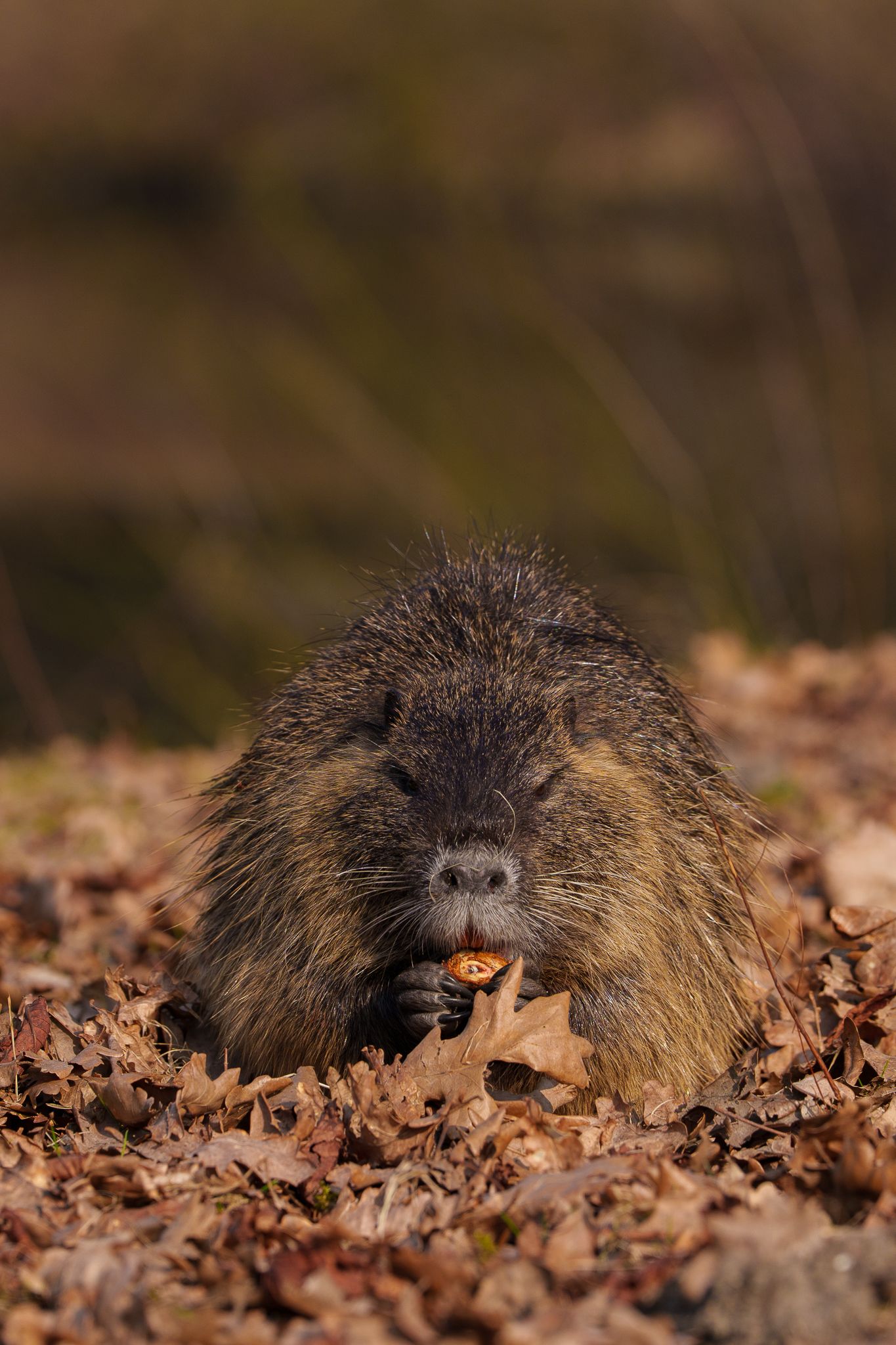 Eine von der Sonne angeleuchtete Nutria sitzt im Herbstlaub und hält mit beiden Vorderpfoten ein Stück Nahrung, an dem sie frisst