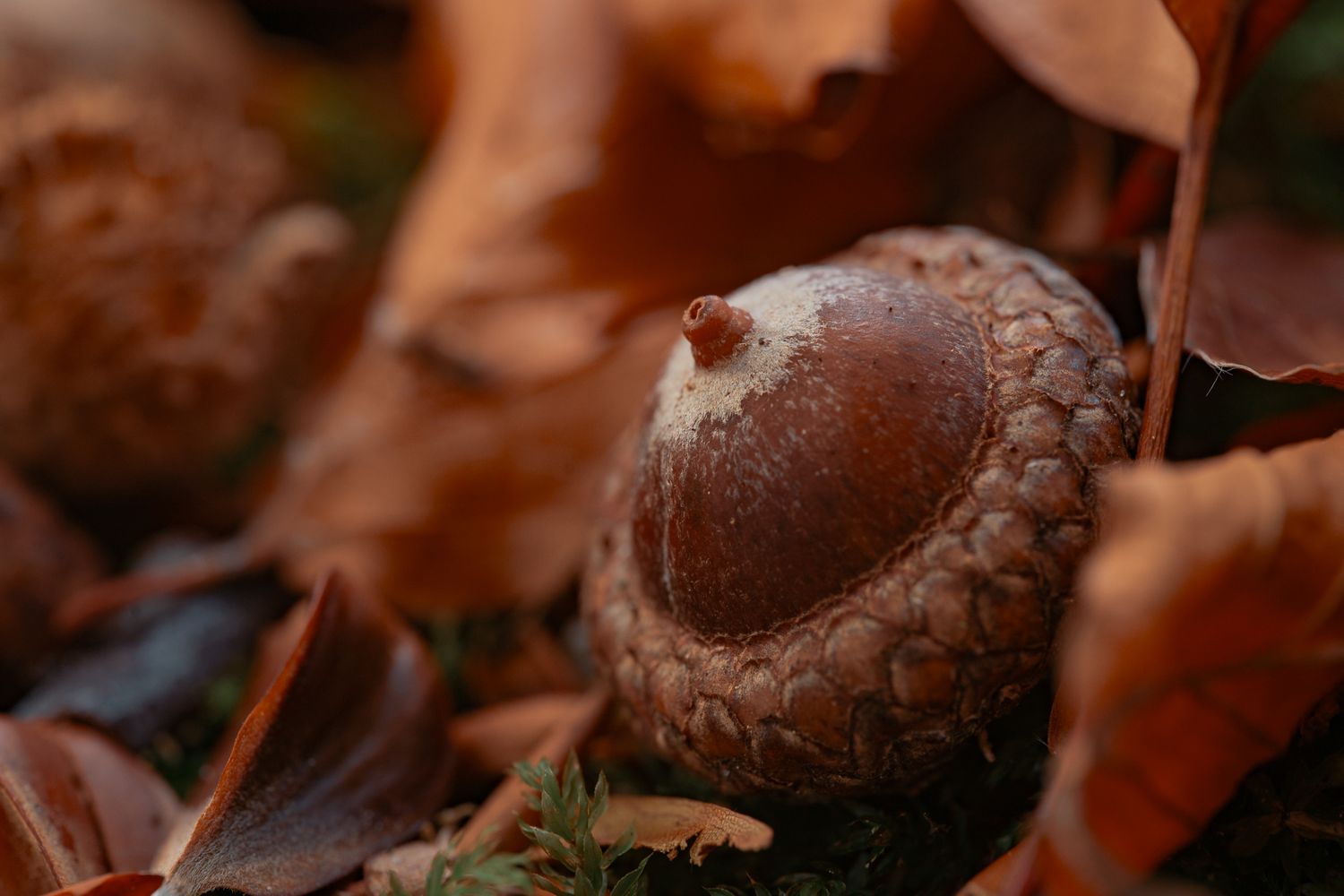 Eichel mit Fruchtbecher liegt im herbstlichen Laub