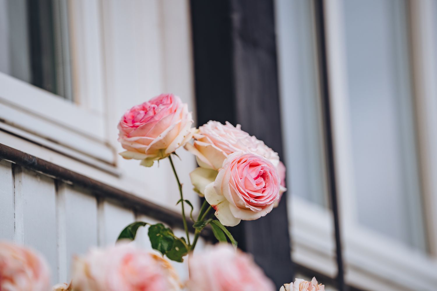 Rosa Rosenblüten vor dem Fenster