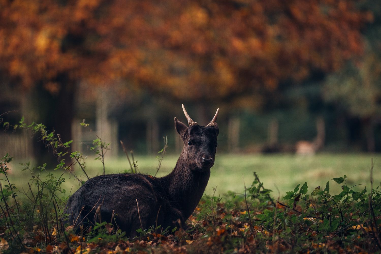 Junger schwarzer Damhirsch sitzt zwischen Laub und Sträuchern, im Hintergrund sind herbstlich gefärbte Bäume