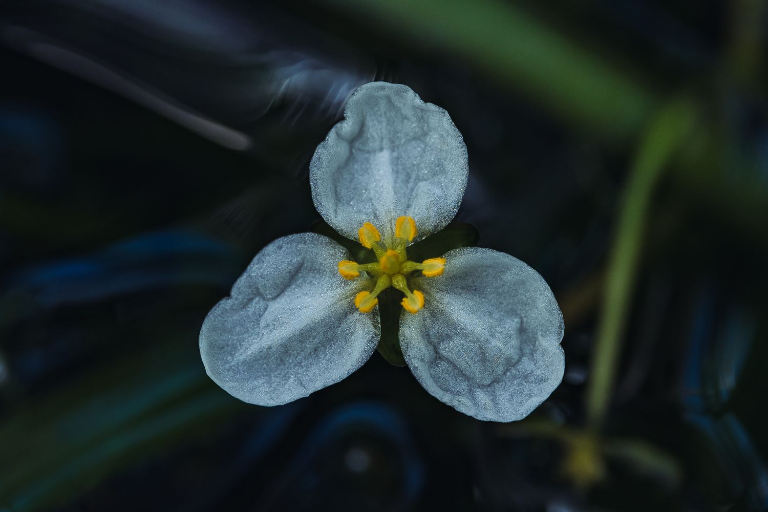 Weiße Blüte des Pfeilkrauts vor dunklem Hintergrund, von oben fotografiert
