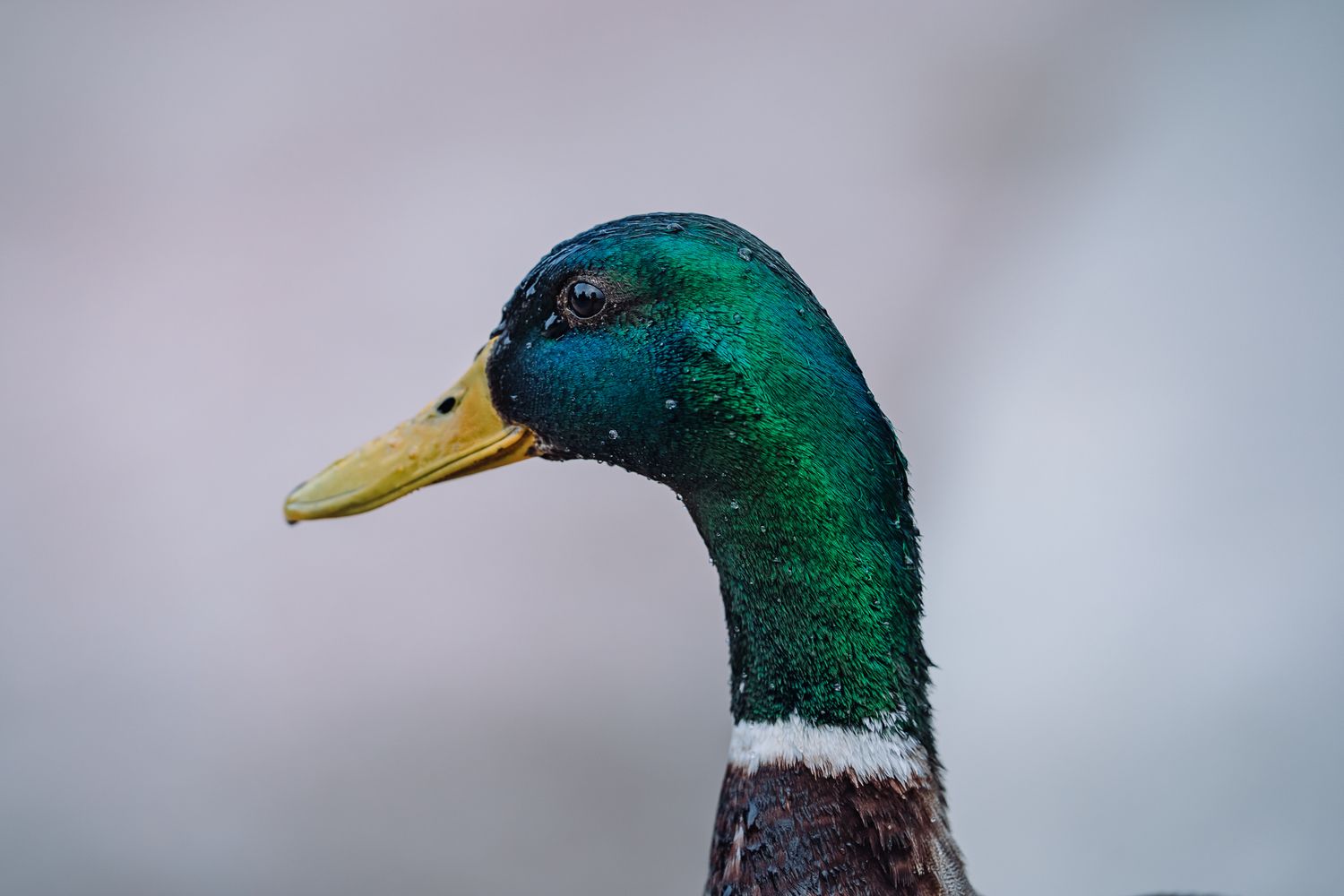 Nahaufnahme eines Erpels mit grün schimmerndem Kopf, im Profil fotografiert