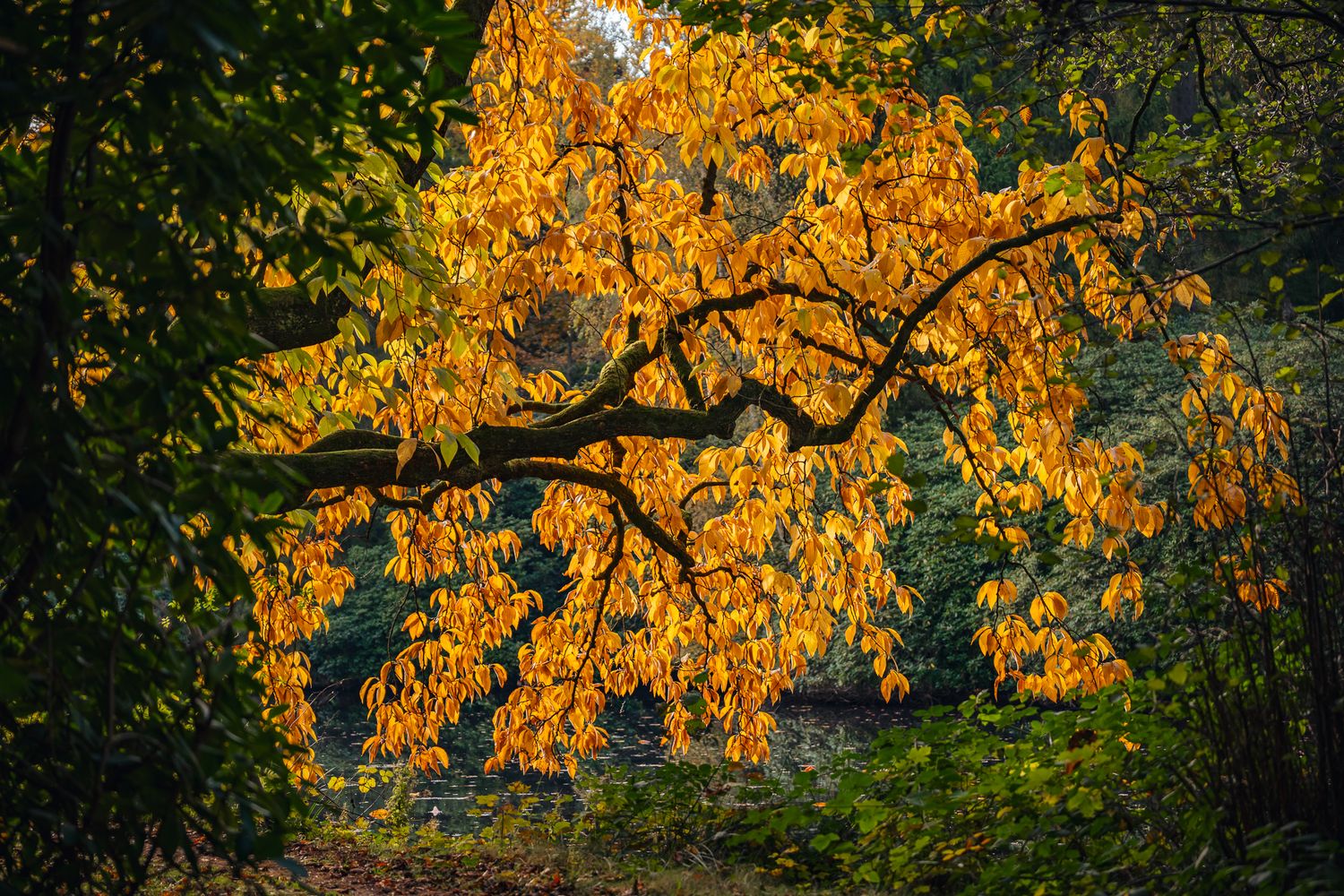 Gelb leuchtende Herbstblätter an einem überhängenden Baumast, dahinter ein kleiner See und dichter Wald in verschiedenen Grüntönen