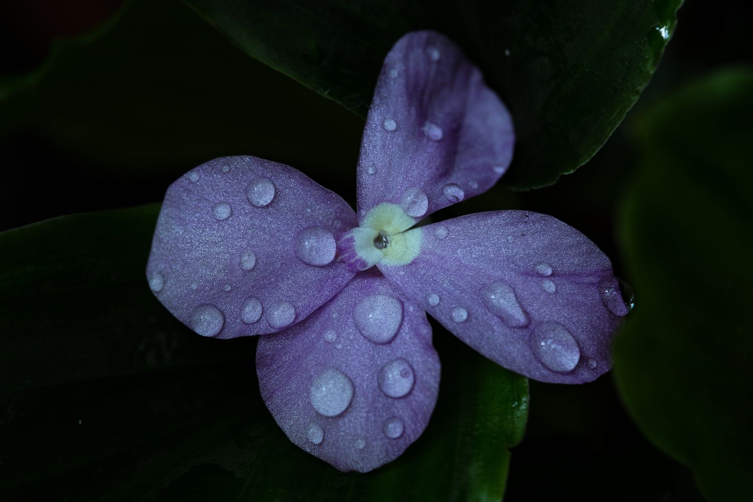Violette Kaempferia-Blüte mit Wassertropfen vor dunklem, nahezu schwarzem Hintergrund