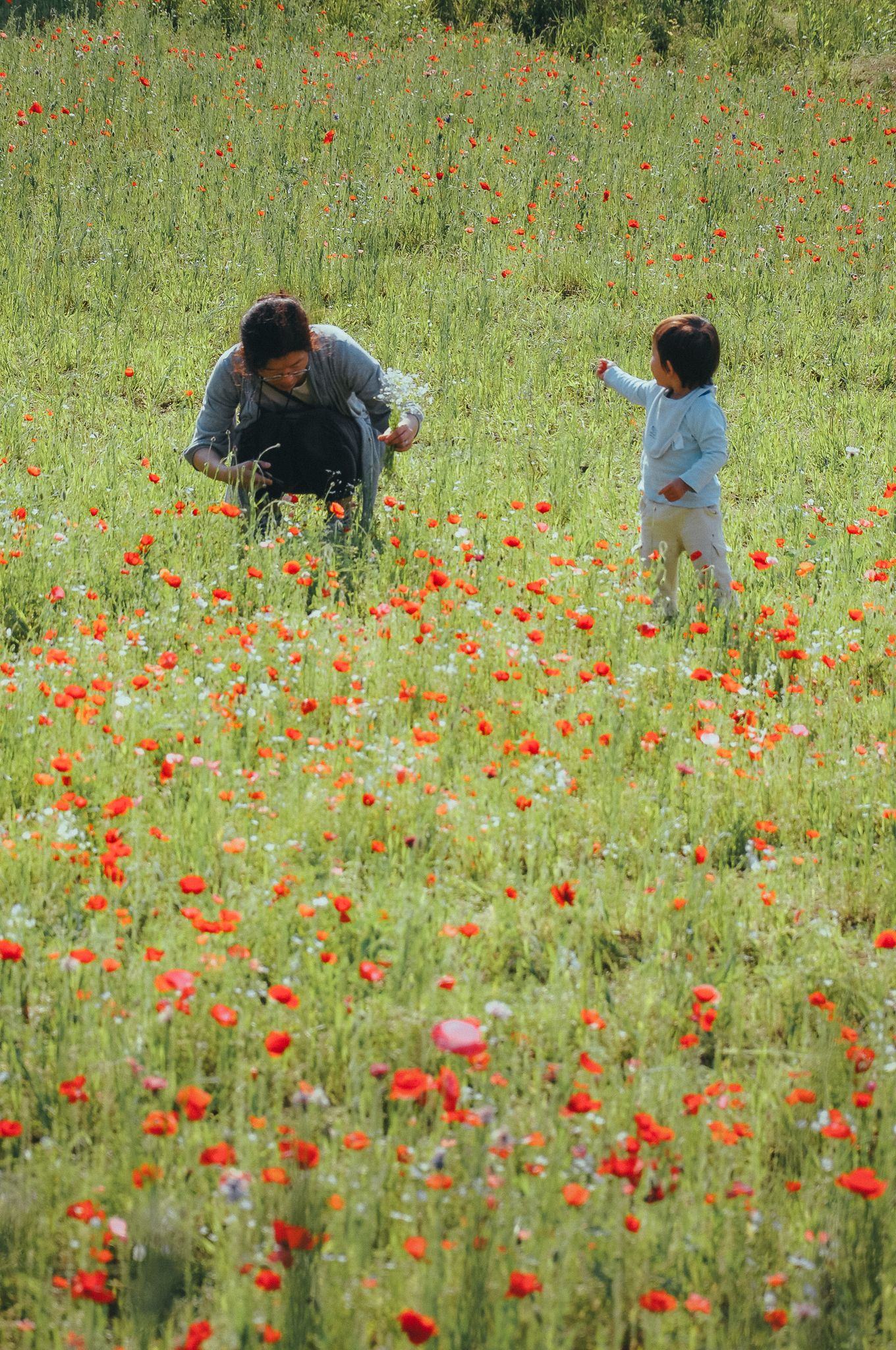 Eine japanische Frau und ein Kleinkind pflücken gemeinsam rote Mohnblumen in einem großen grünen Feld