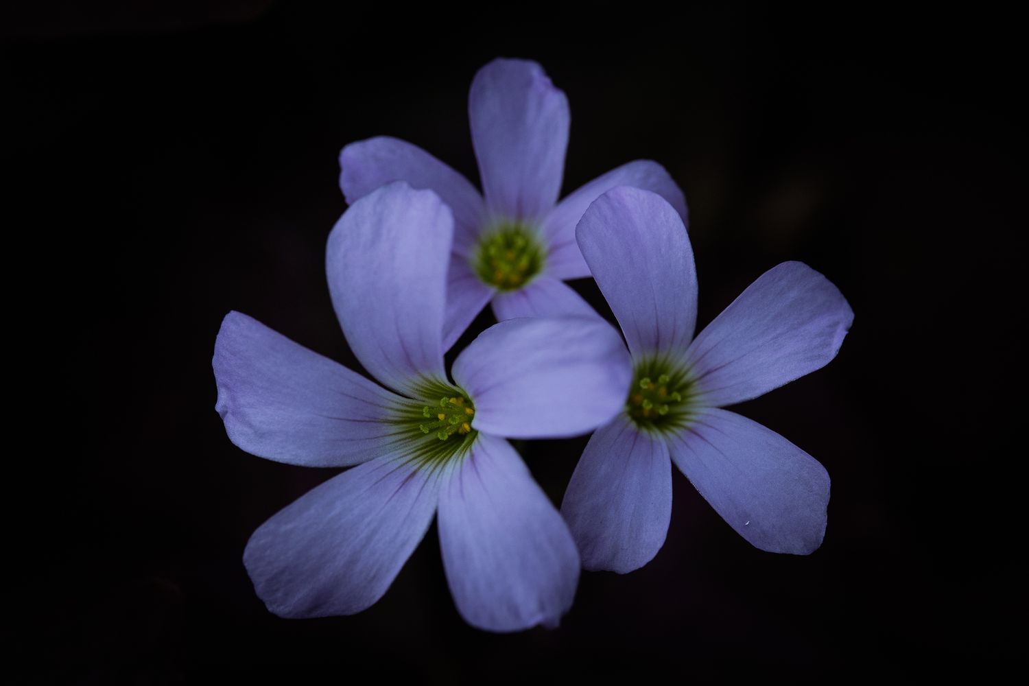 Drei lilafarbene Sauerklee-Blüten vor schwarzem Hintergrund, von oben fotografiert