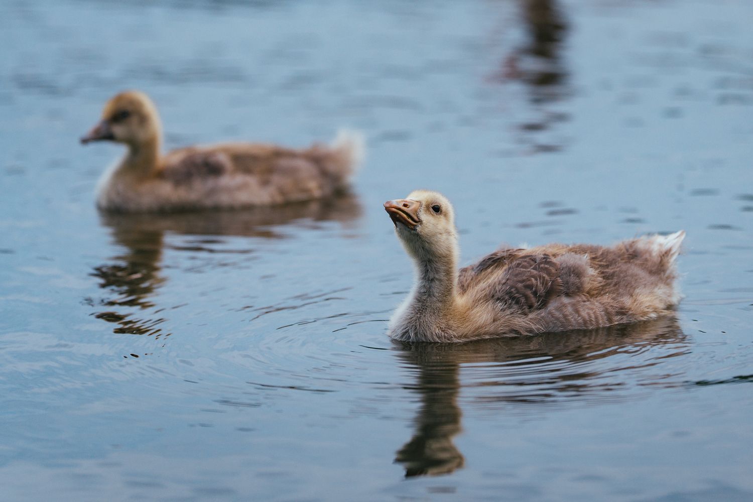 Zwei Graugansküken schwimmen auf dem Wasser, eines reckt den Hals in die Höhe