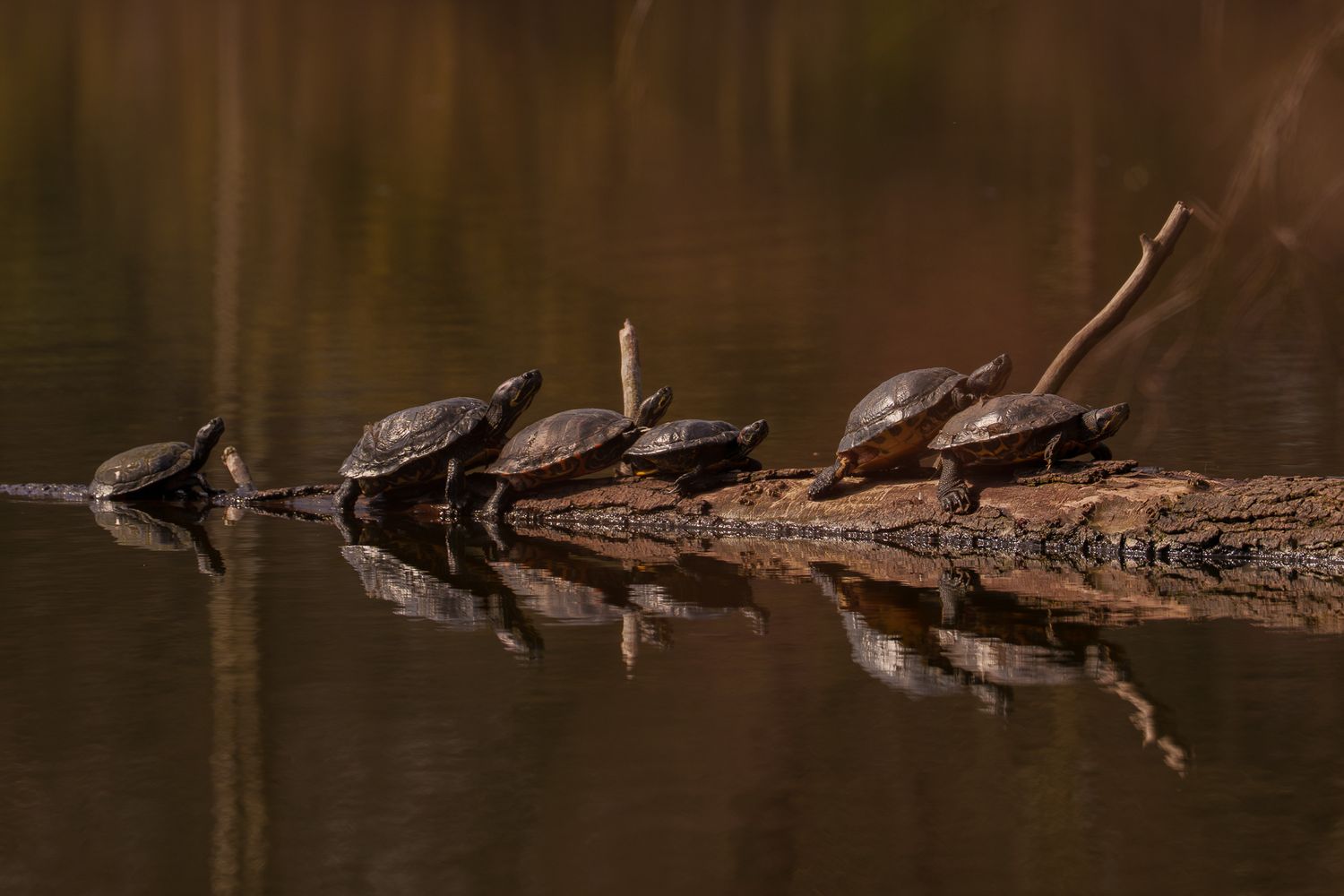 Sechs Schildkröten sitzen auf einem im Wasser schwimmenden Baumstamm in der Sonne