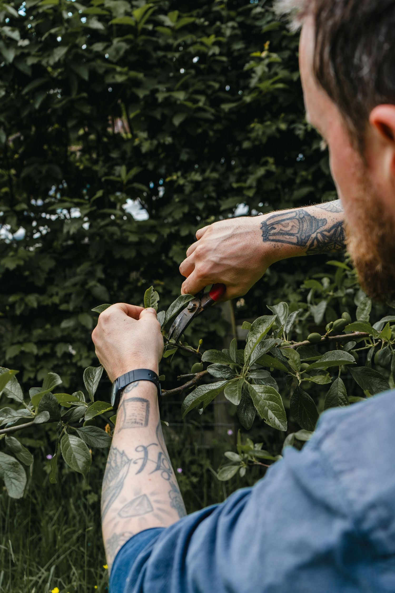 Tattooed man pruning green shrub with red garden shears outdoors. brand storytelling photography for sustainable gardener in Sussex.