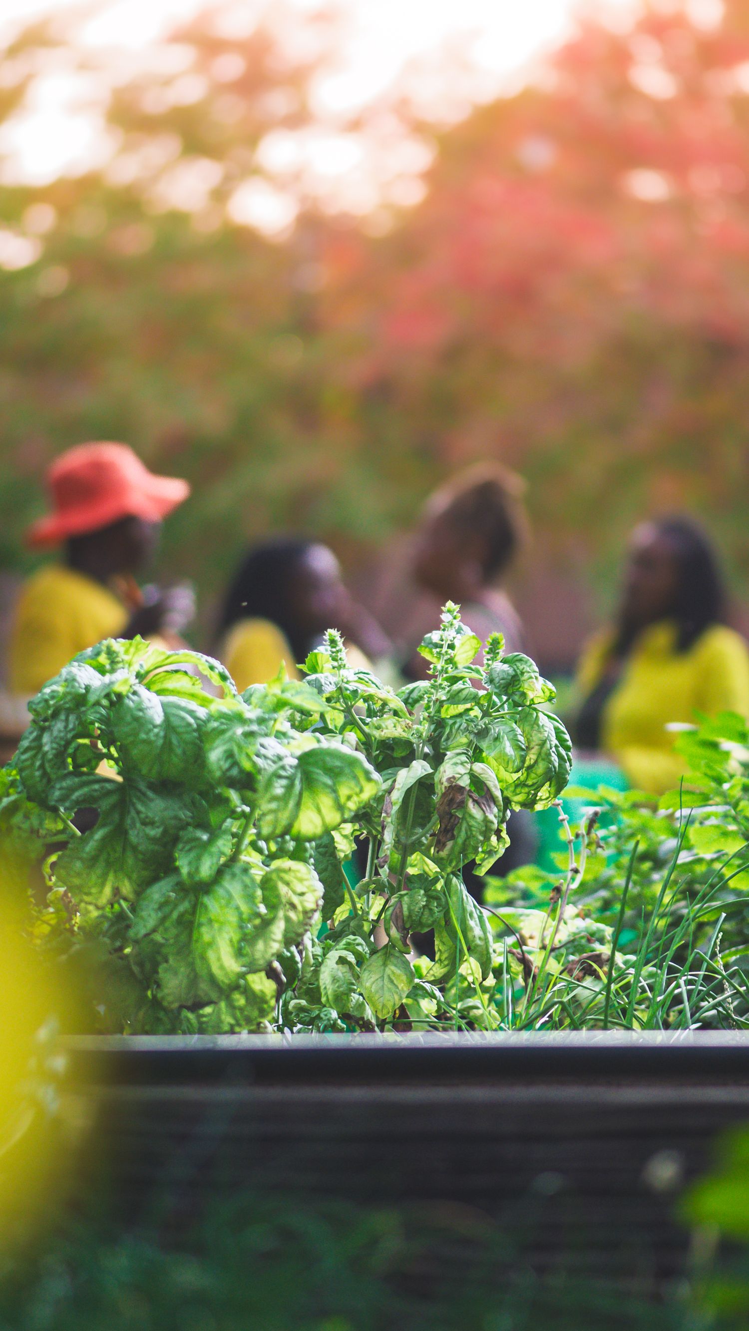 People gardening outdoors near raised beds with lush green basil plants in the foreground, colorful trees in background.