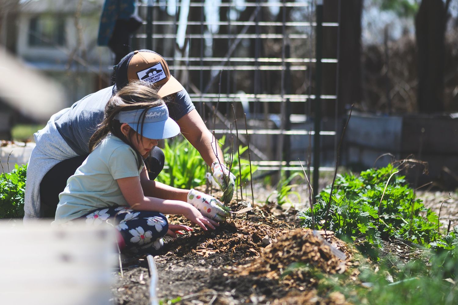 Two gardeners tending to a vegetable garden bed, planting seedlings in rich mulched soil on a sunny day.